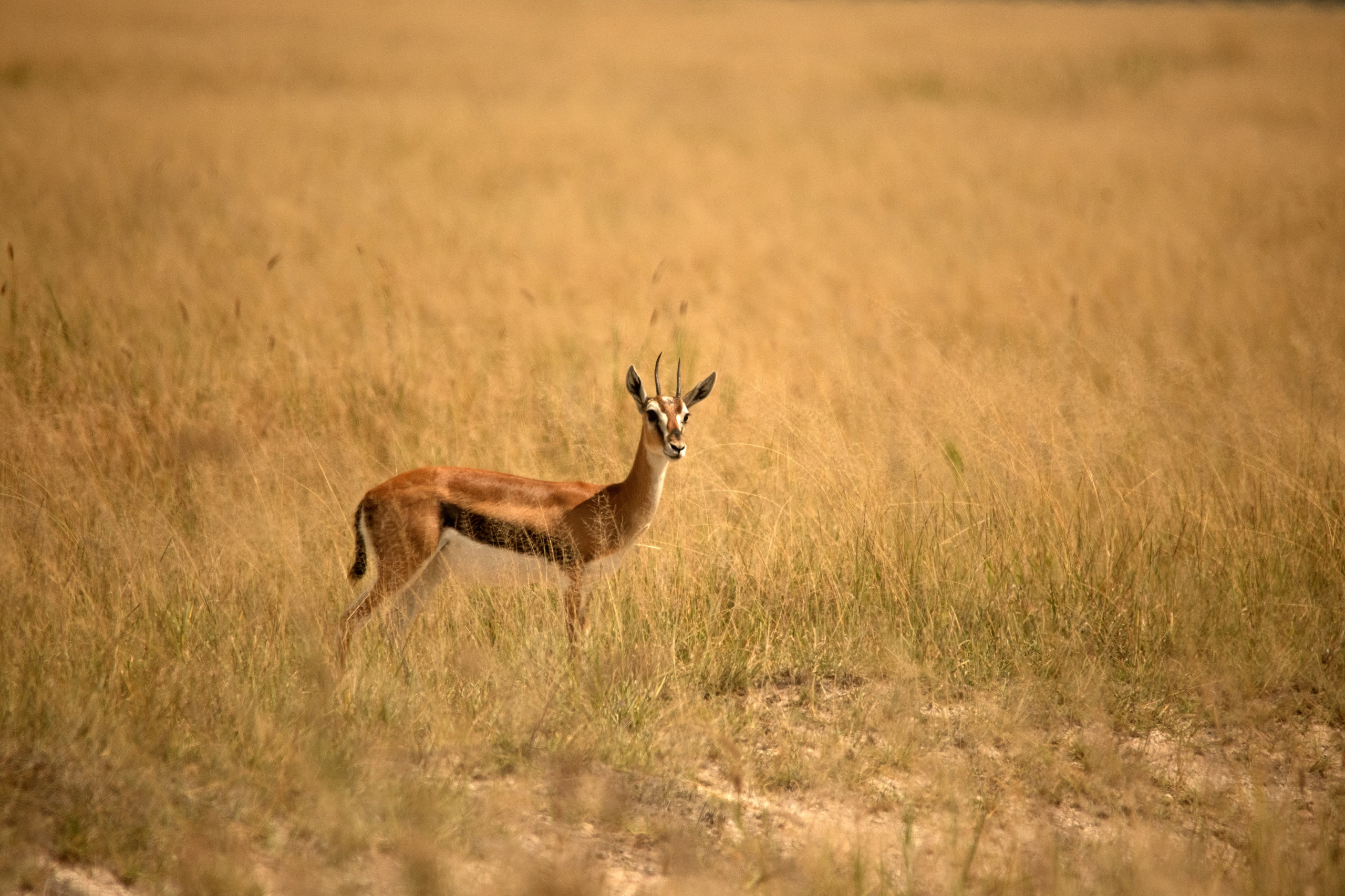 Safari. Photographer Sri Lanka