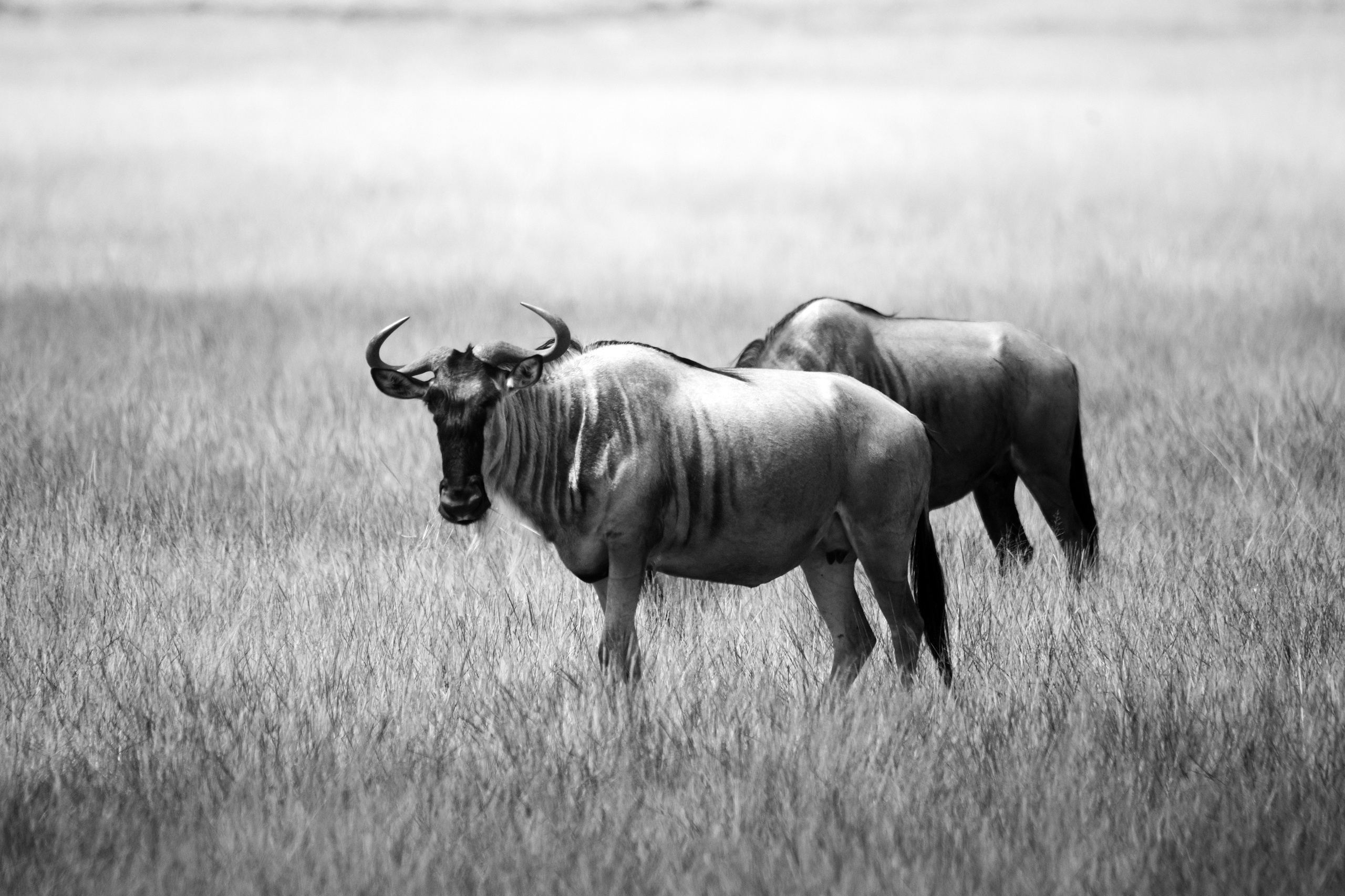 Safari. Photographer Sri Lanka