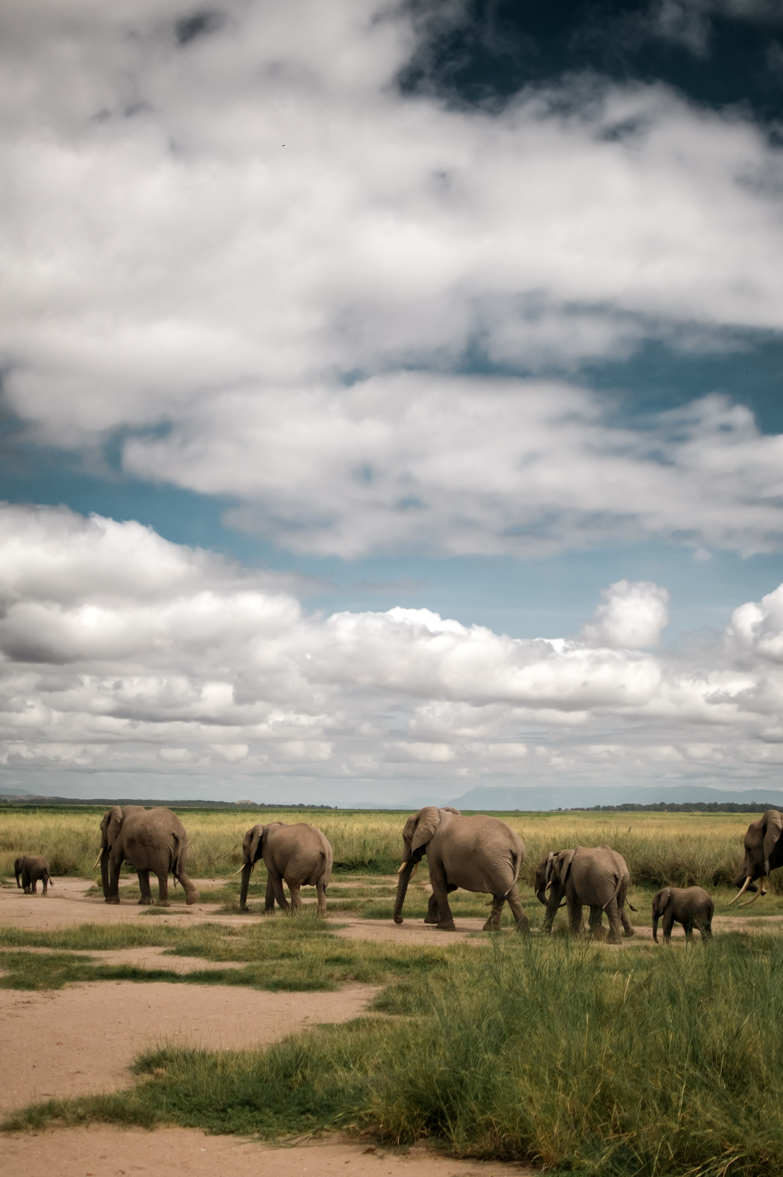 Safari. Photographer Sri Lanka