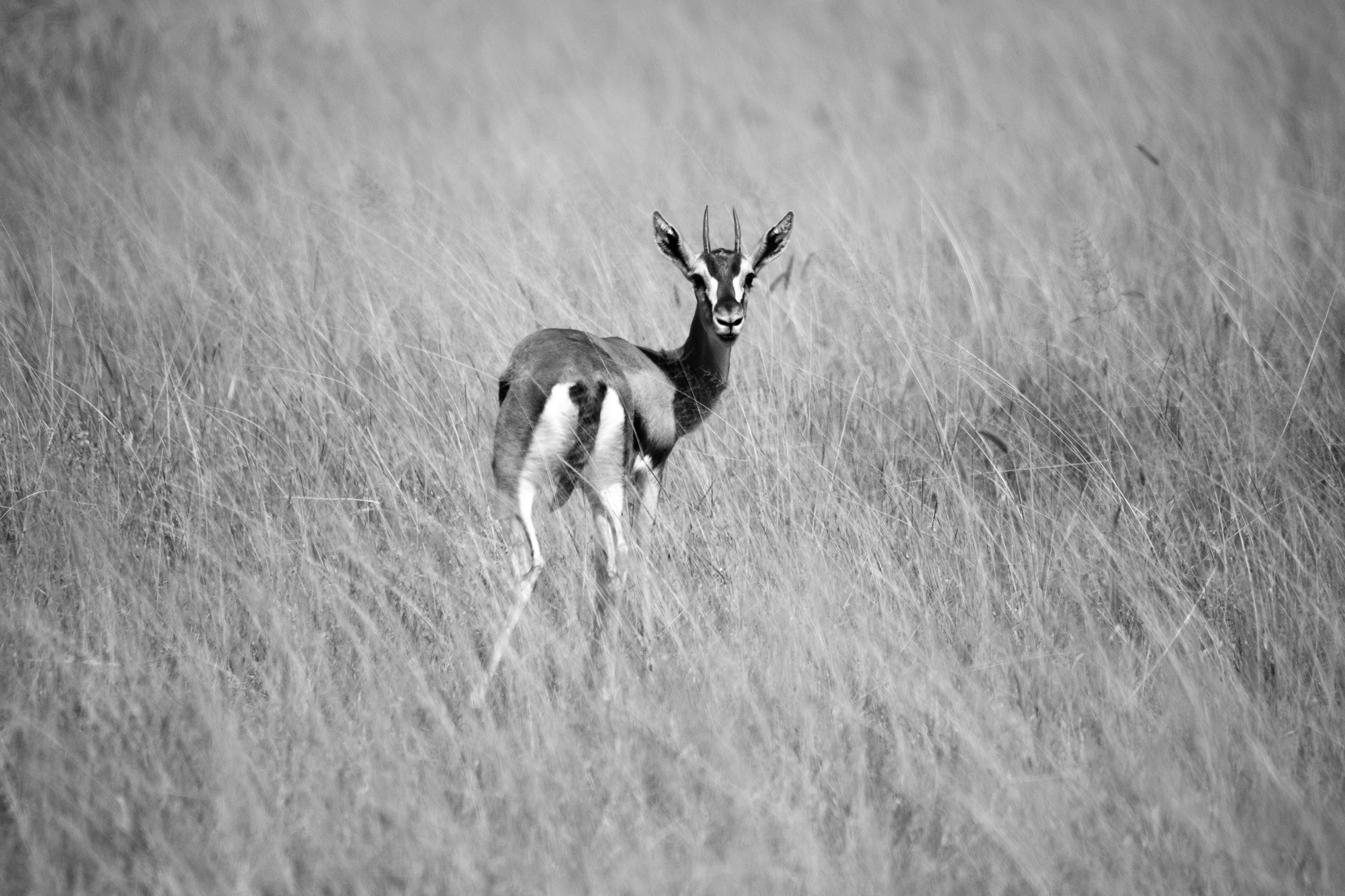 Safari. Photographer Sri Lanka
