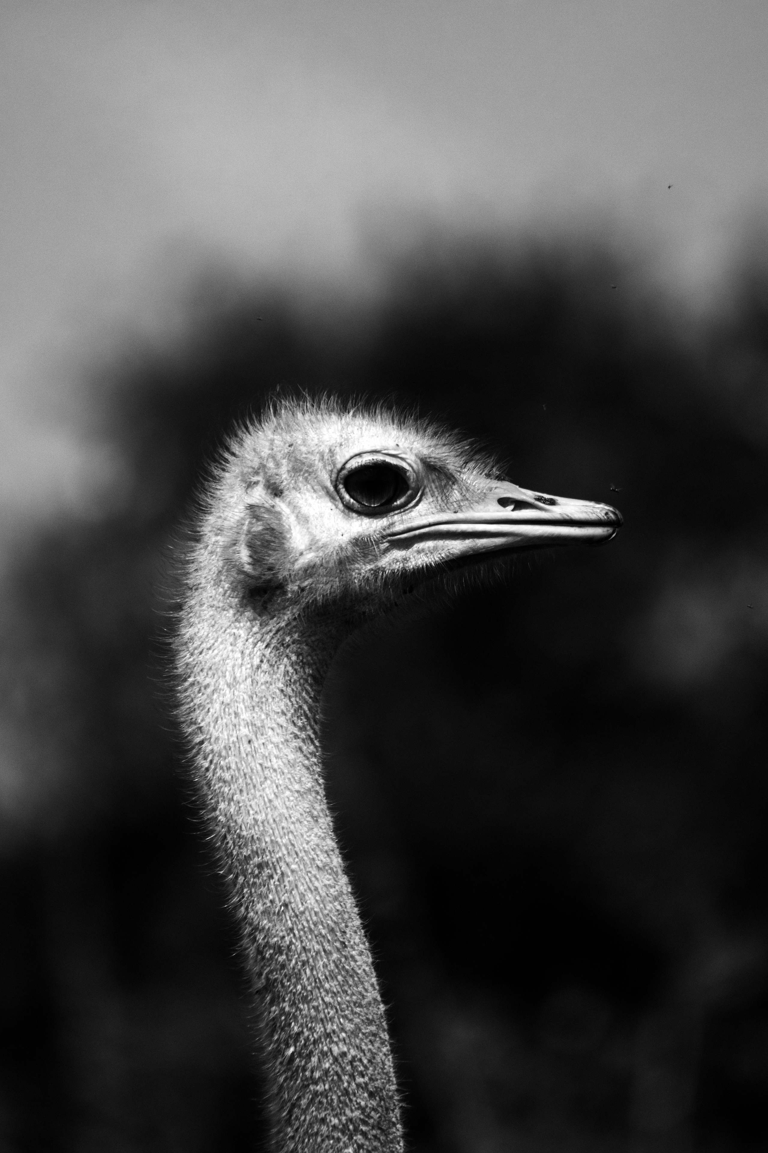 Safari. Photographer Sri Lanka