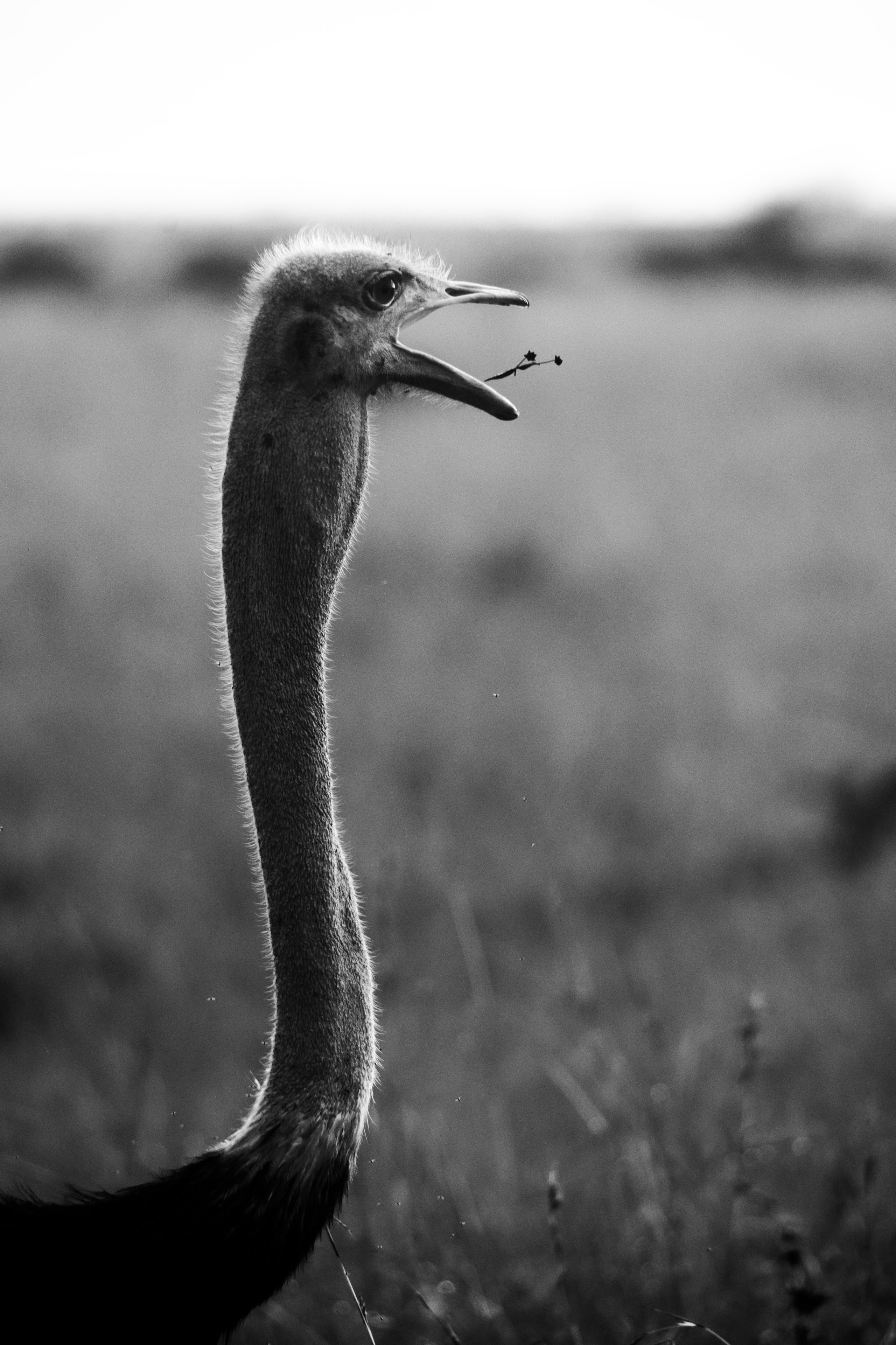 Safari. Photographer Sri Lanka