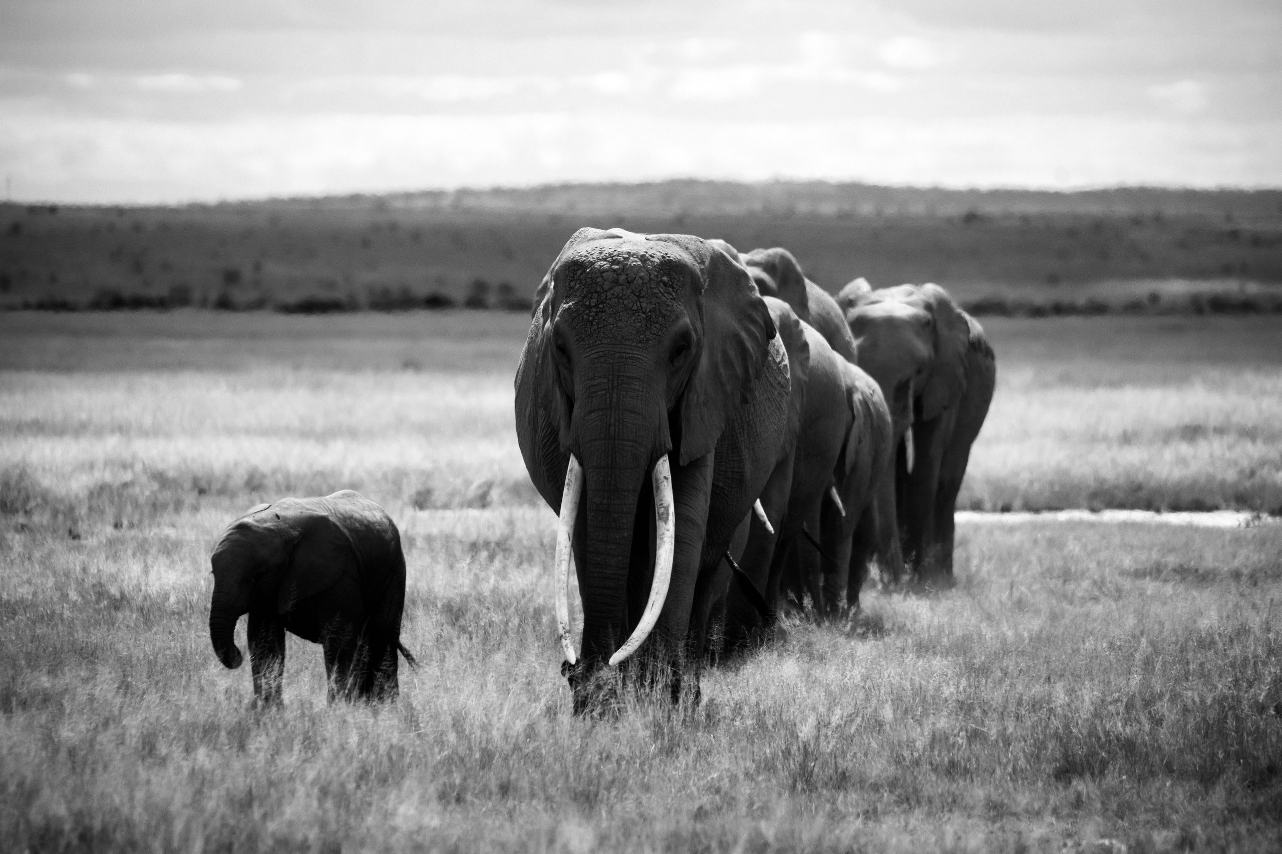 Safari. Photographer Sri Lanka