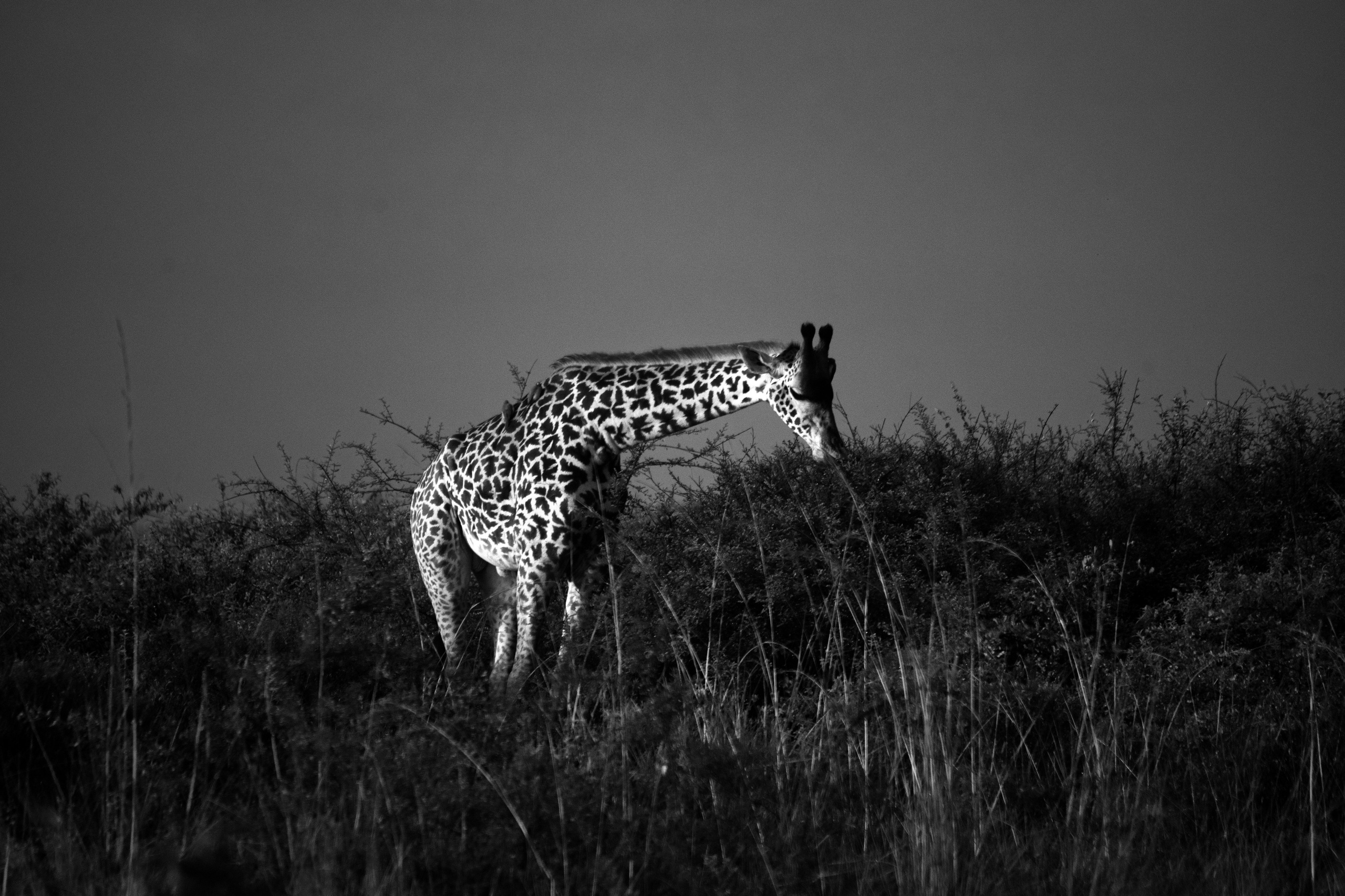 Safari. Photographer Sri Lanka