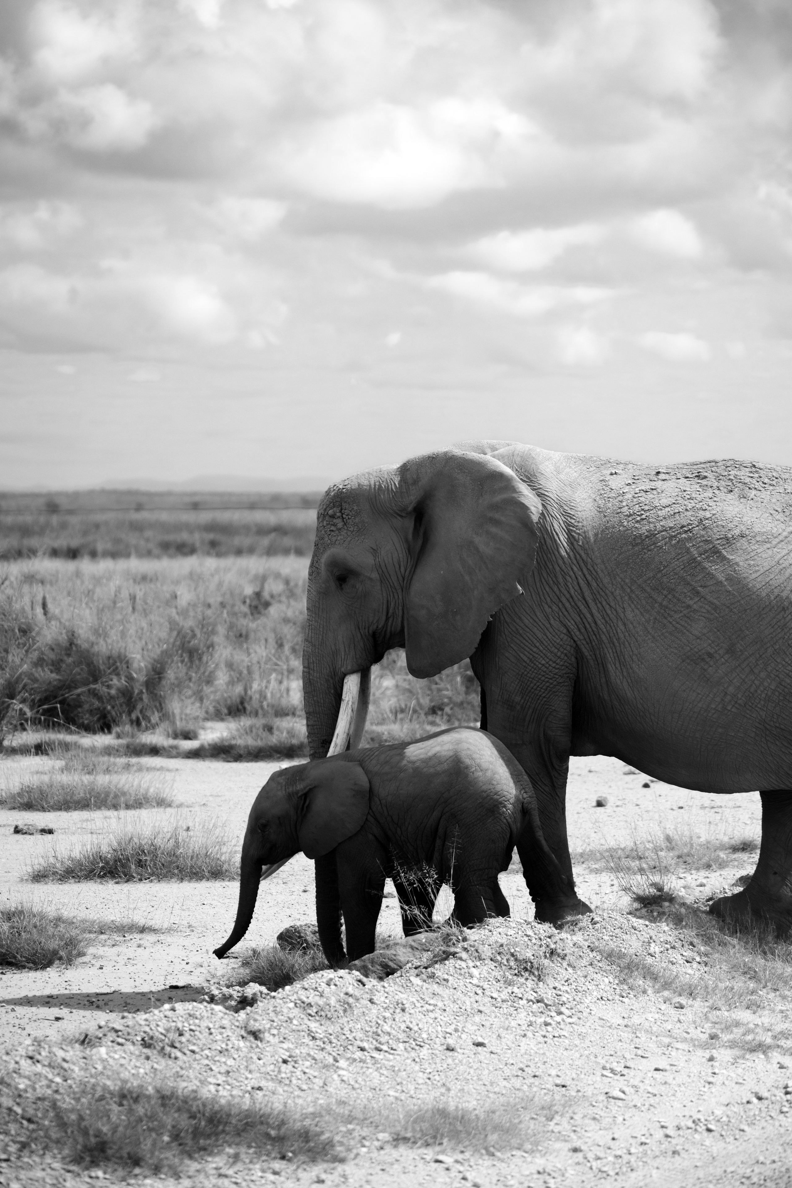 Safari. Photographer Sri Lanka