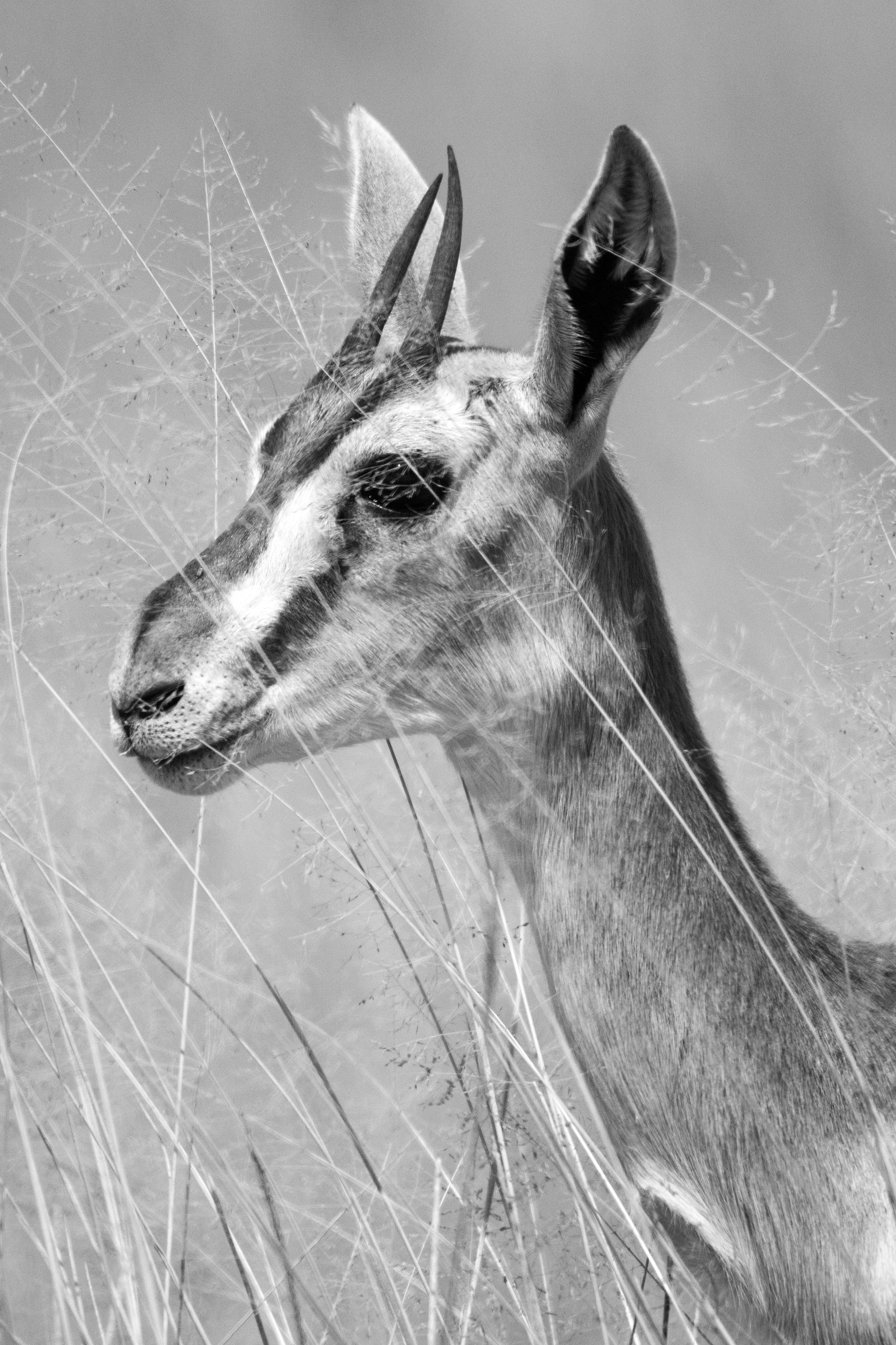 Safari. Photographer Sri Lanka