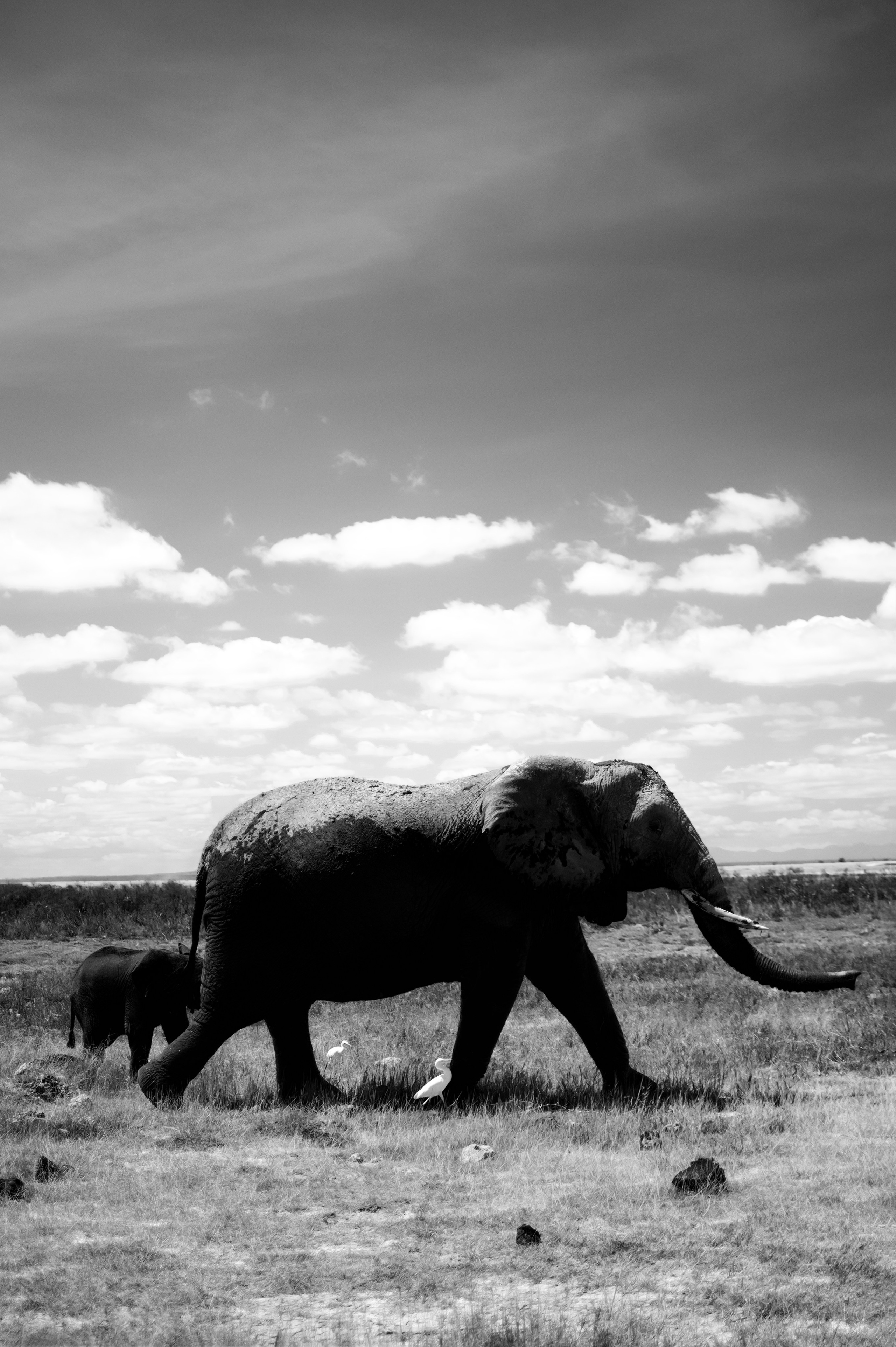 Safari. Photographer Sri Lanka