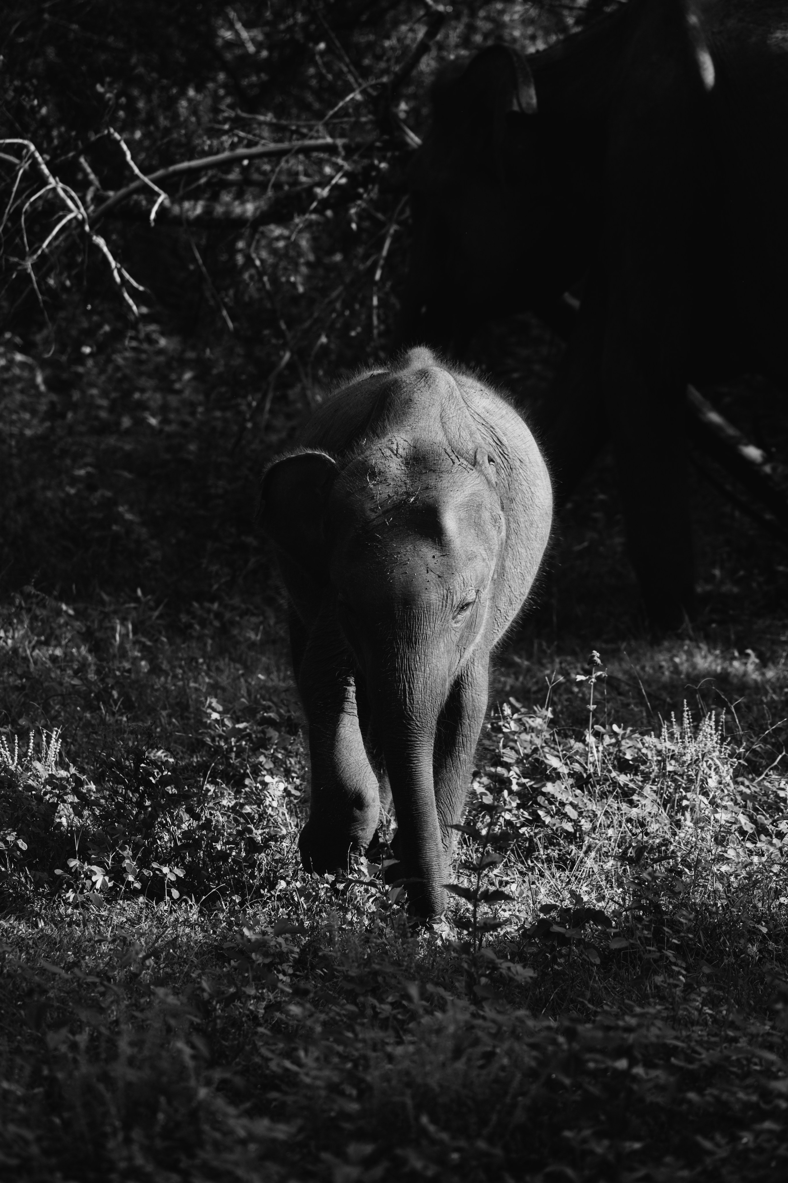 Safari. Photographer Sri Lanka