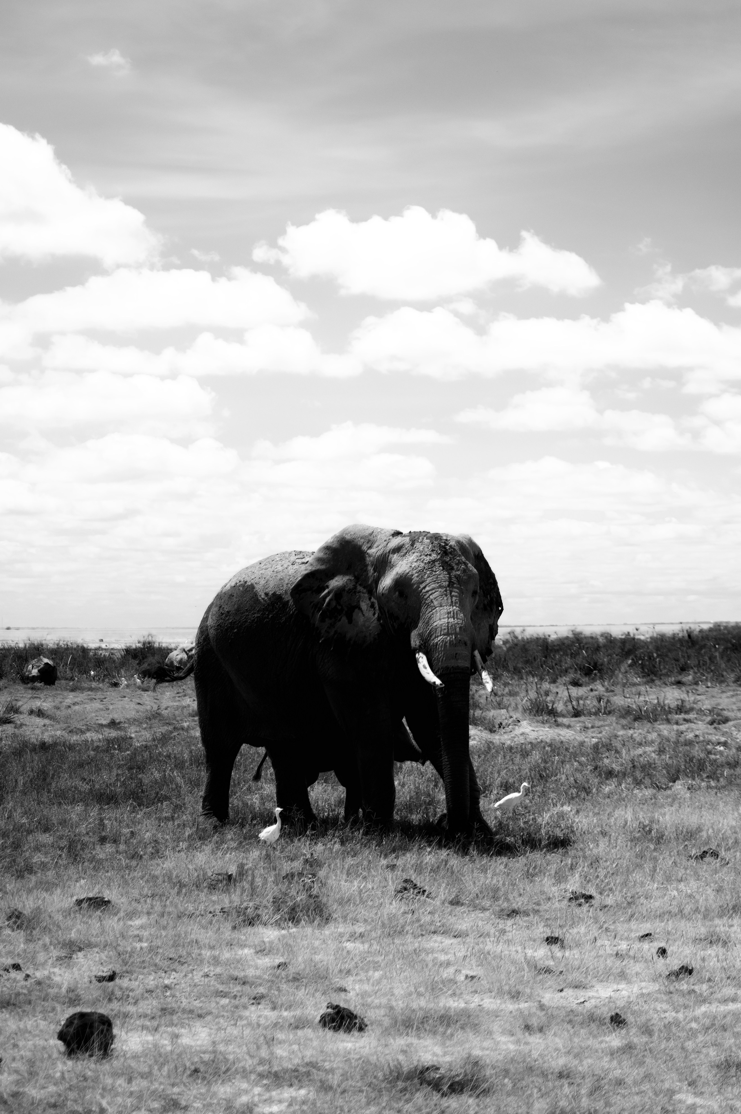 Safari. Photographer Sri Lanka