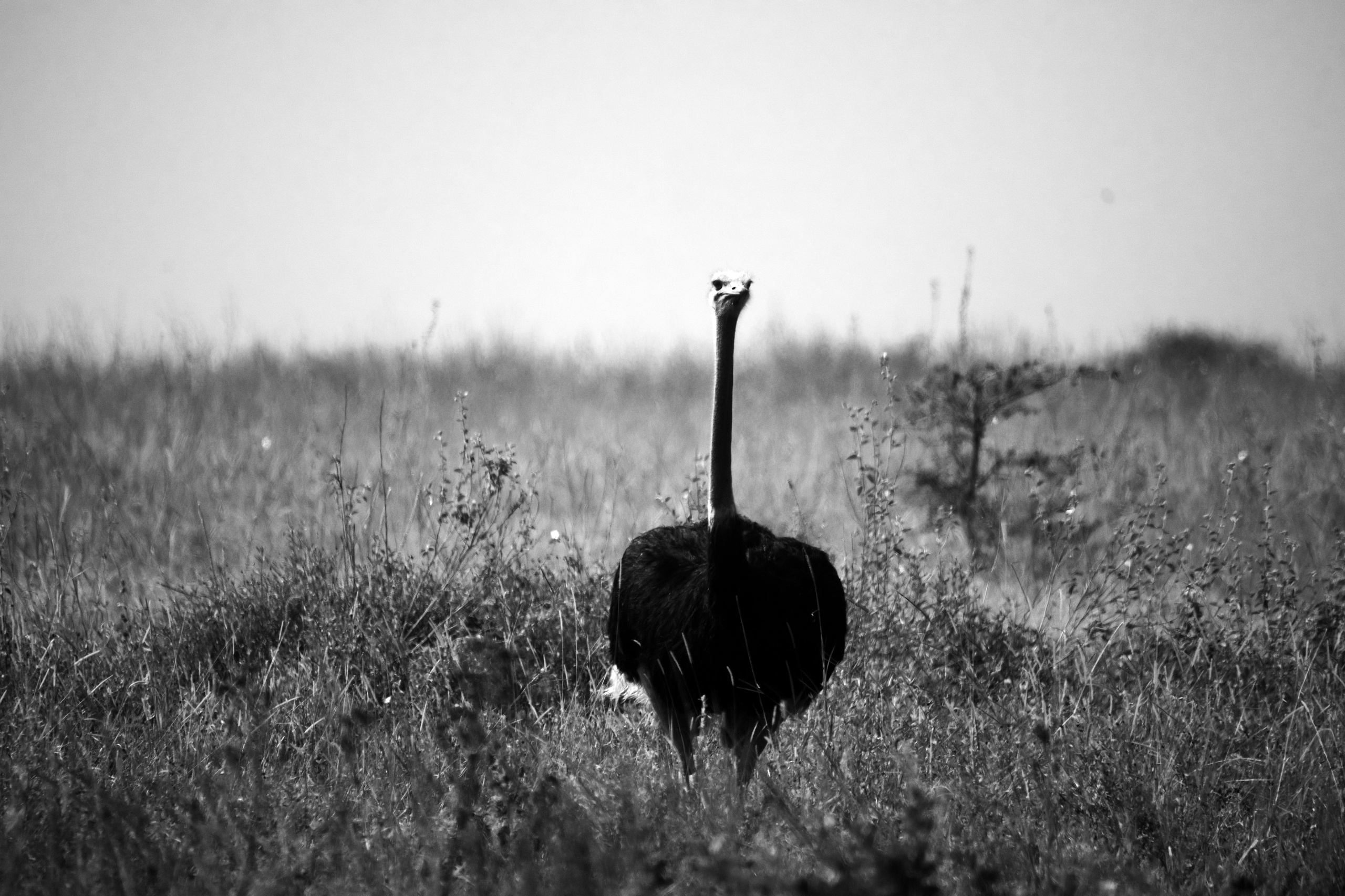 Safari. Photographer Sri Lanka
