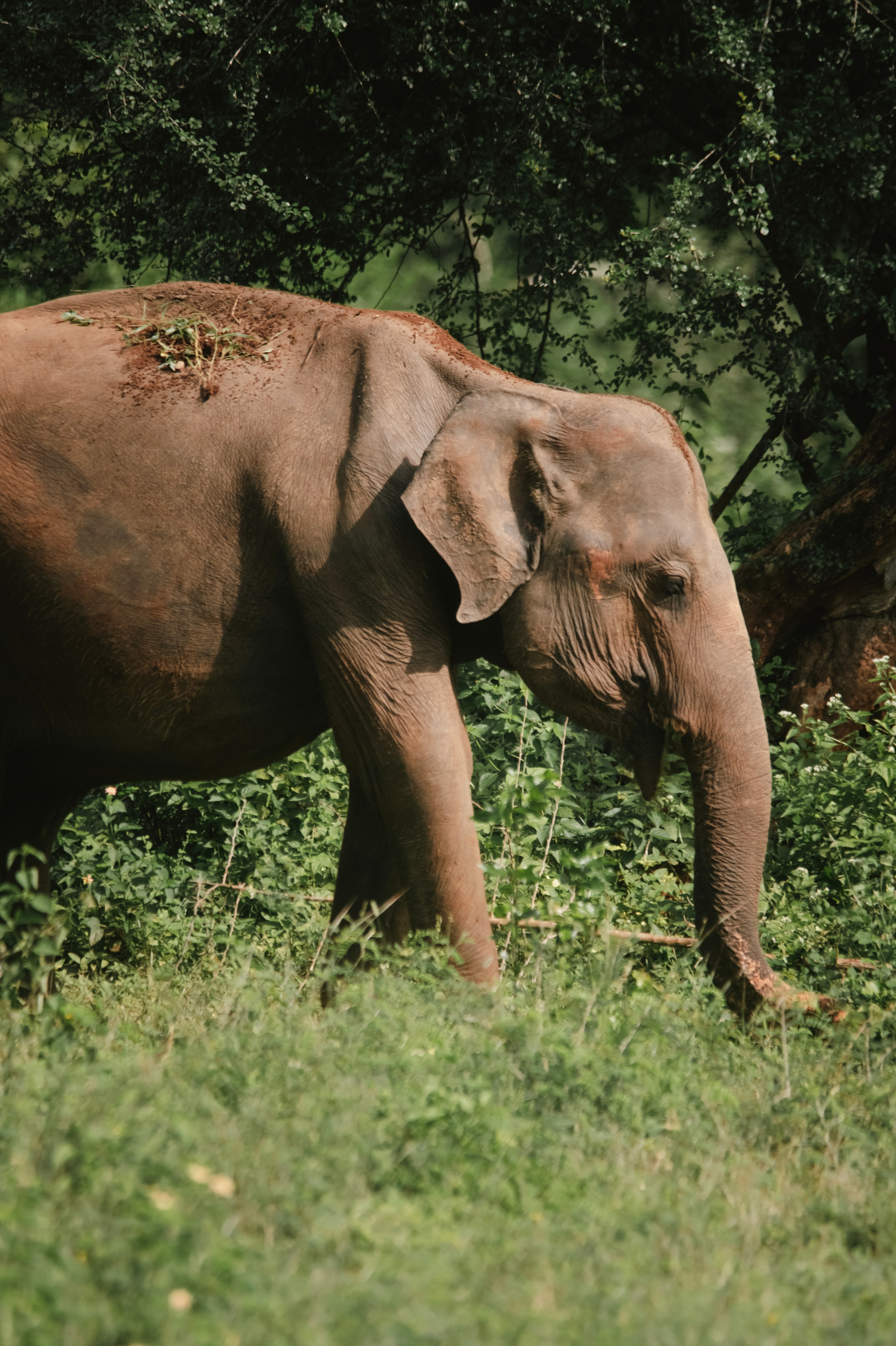 Safari. Photographer Sri Lanka
