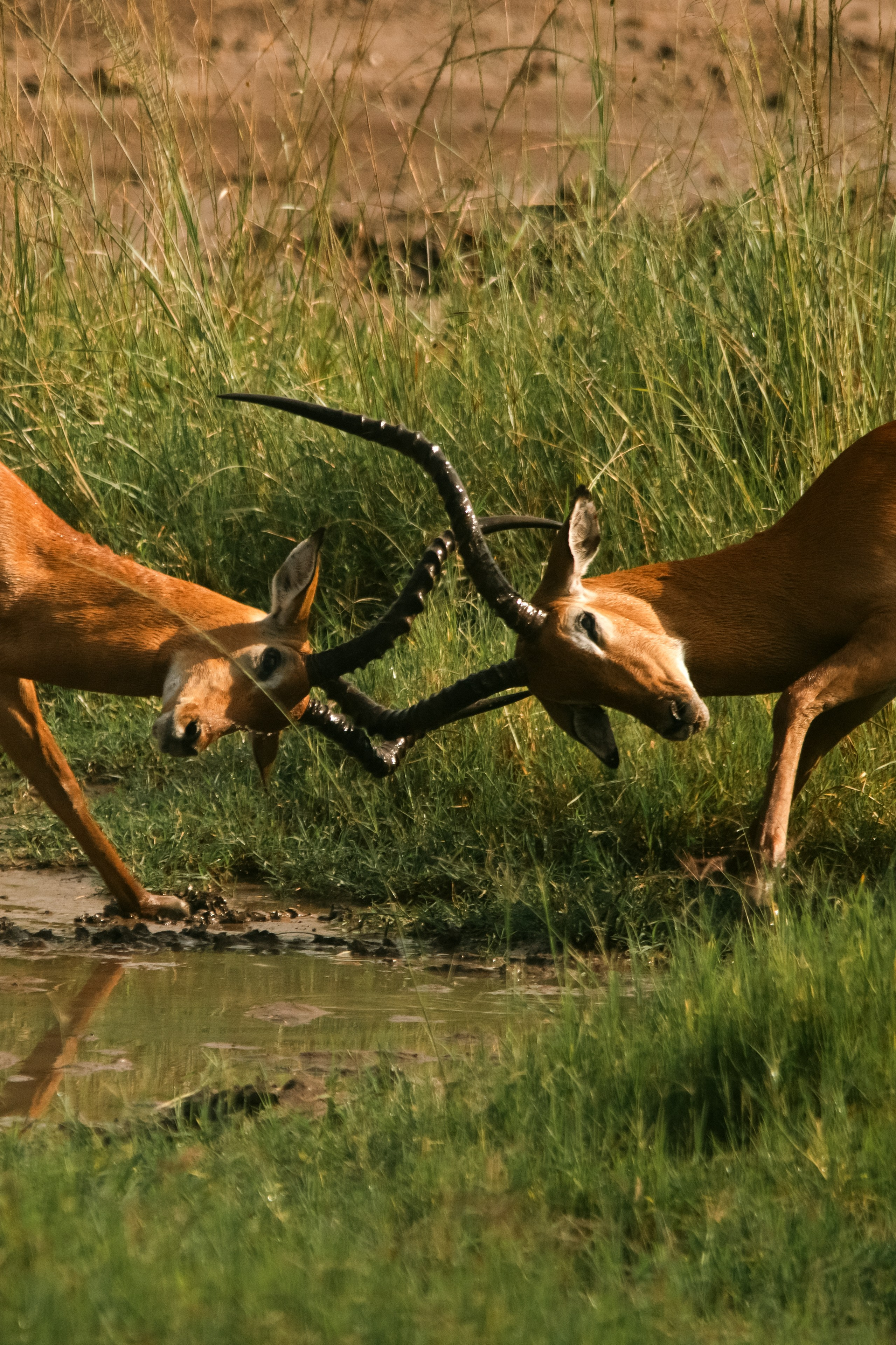Safari. Photographer Sri Lanka