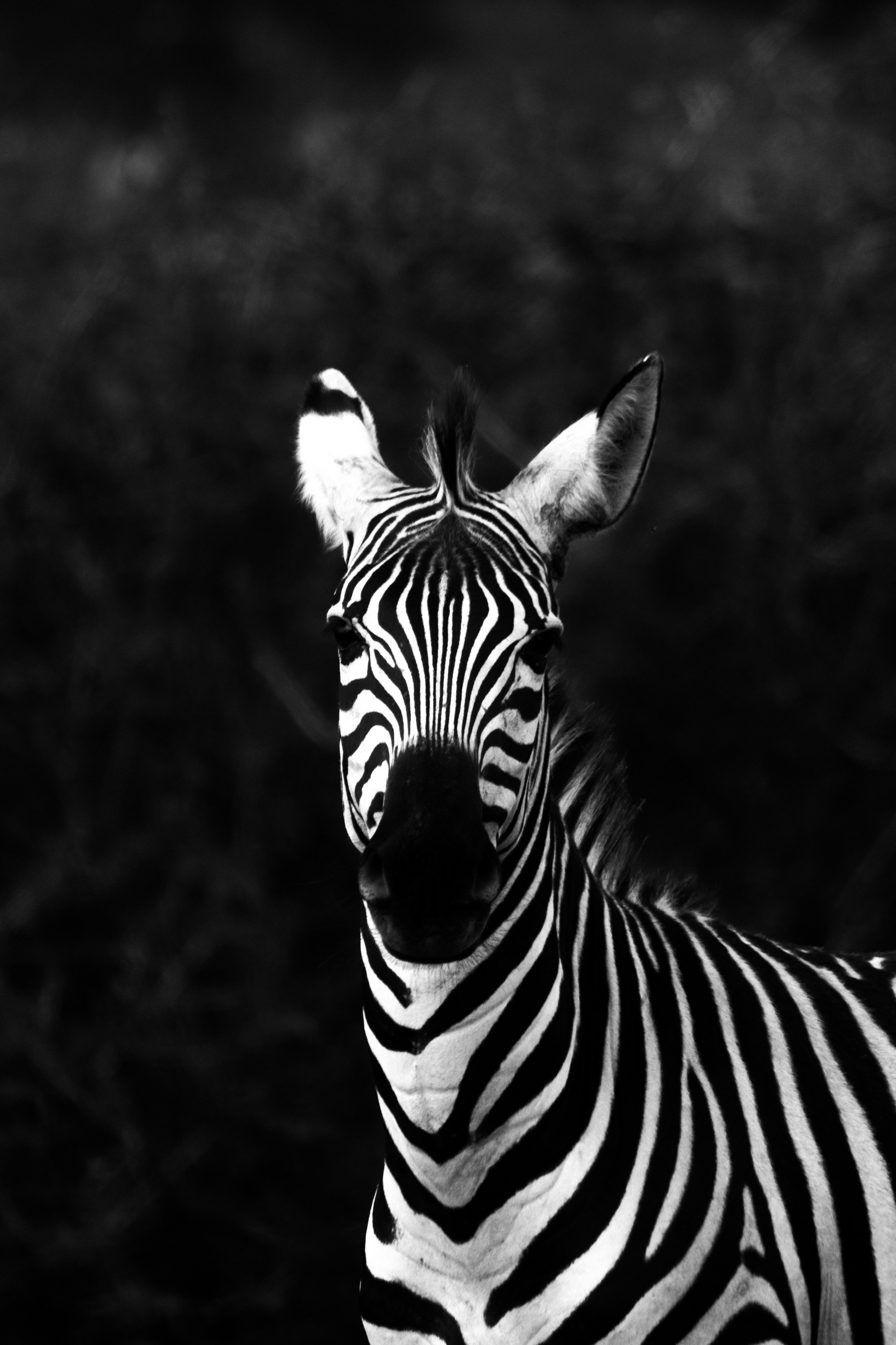Safari. Photographer Sri Lanka