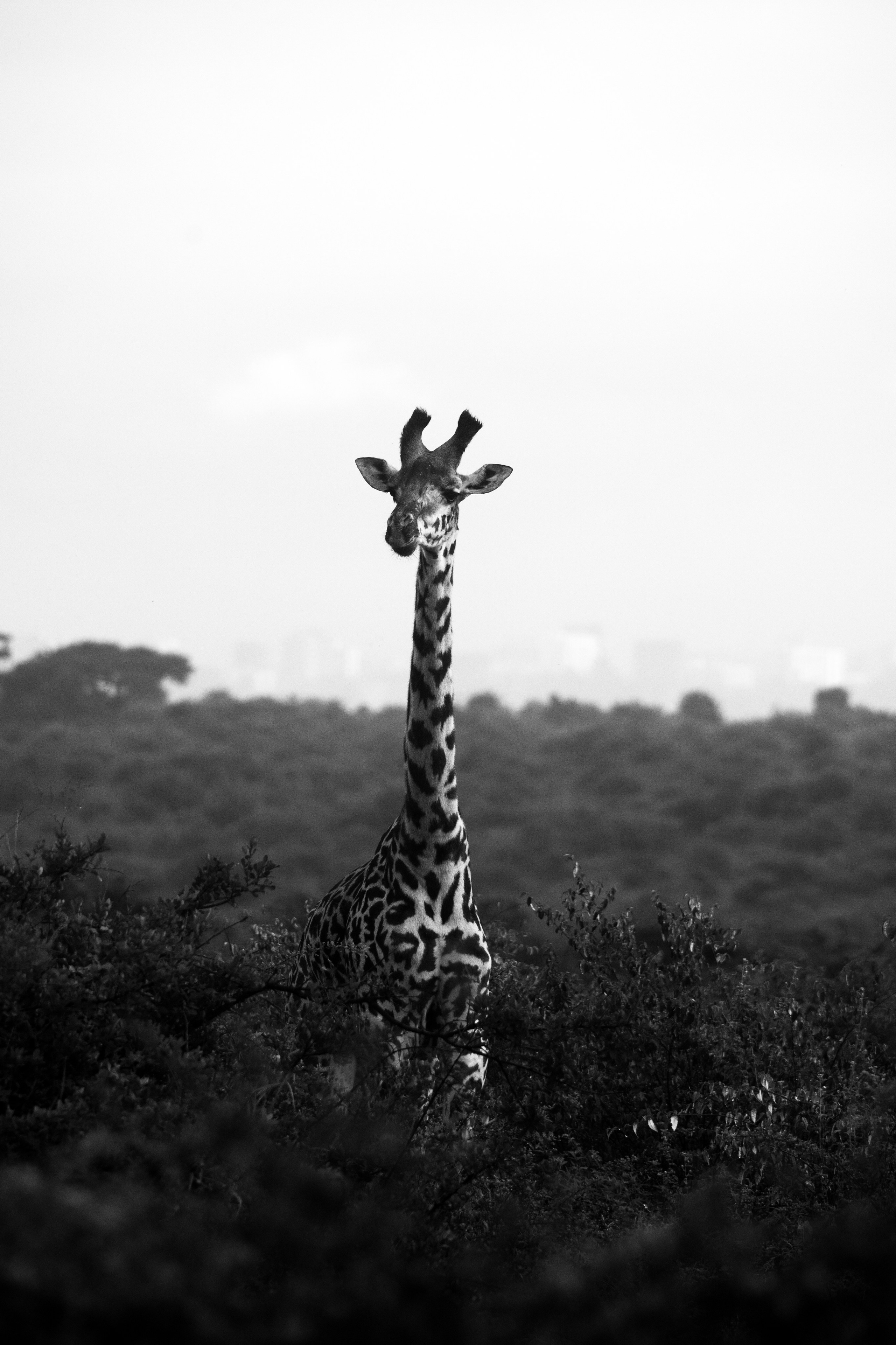 Safari. Photographer Sri Lanka