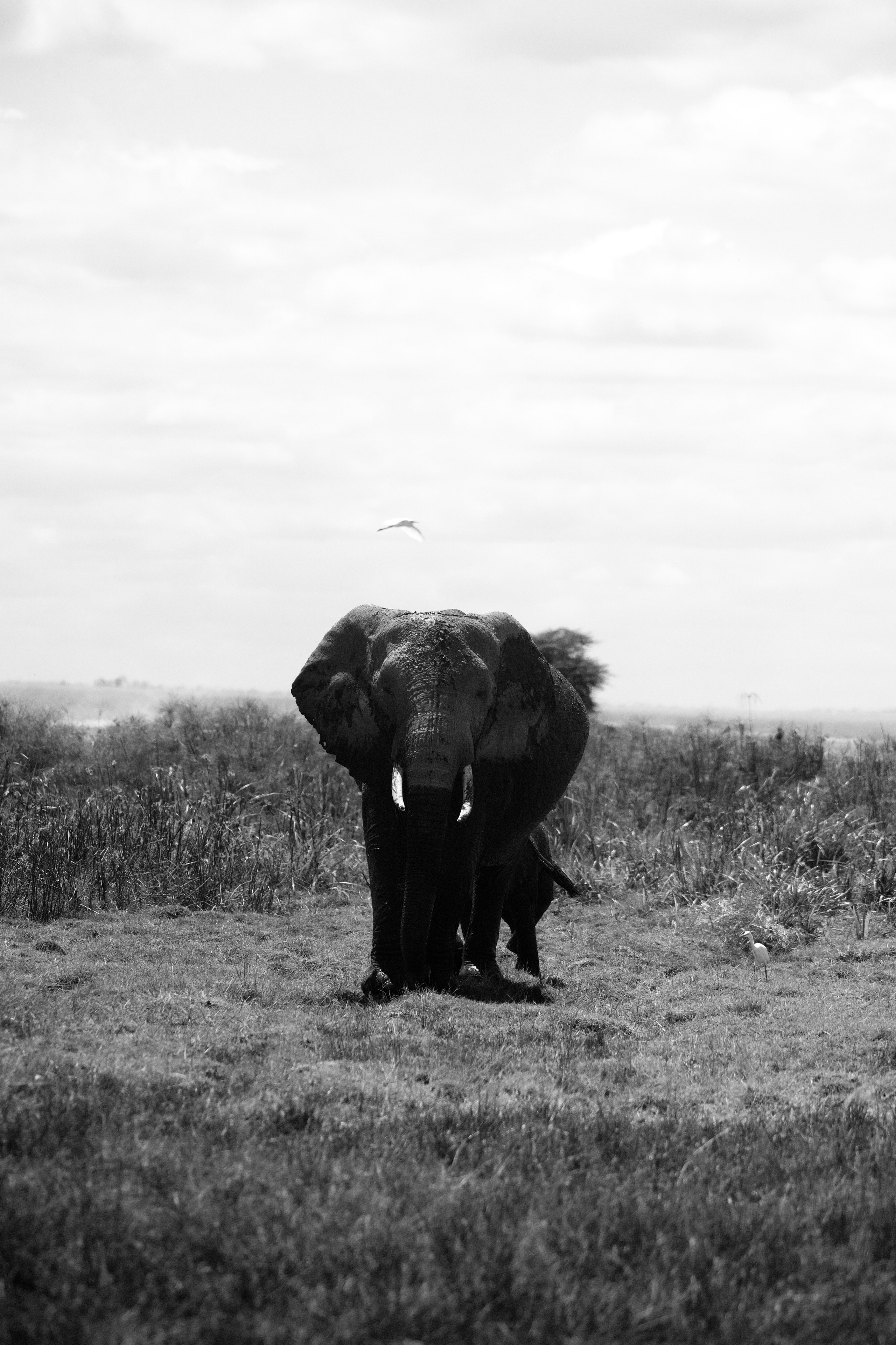 Safari. Photographer Sri Lanka