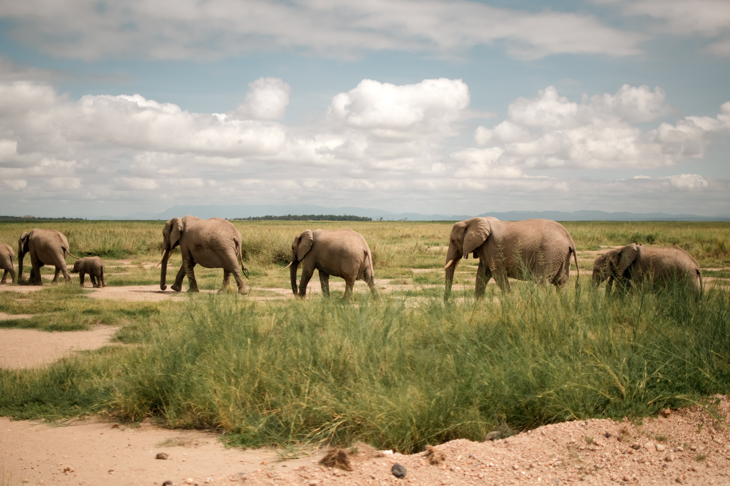 Safari. Photographer Sri Lanka