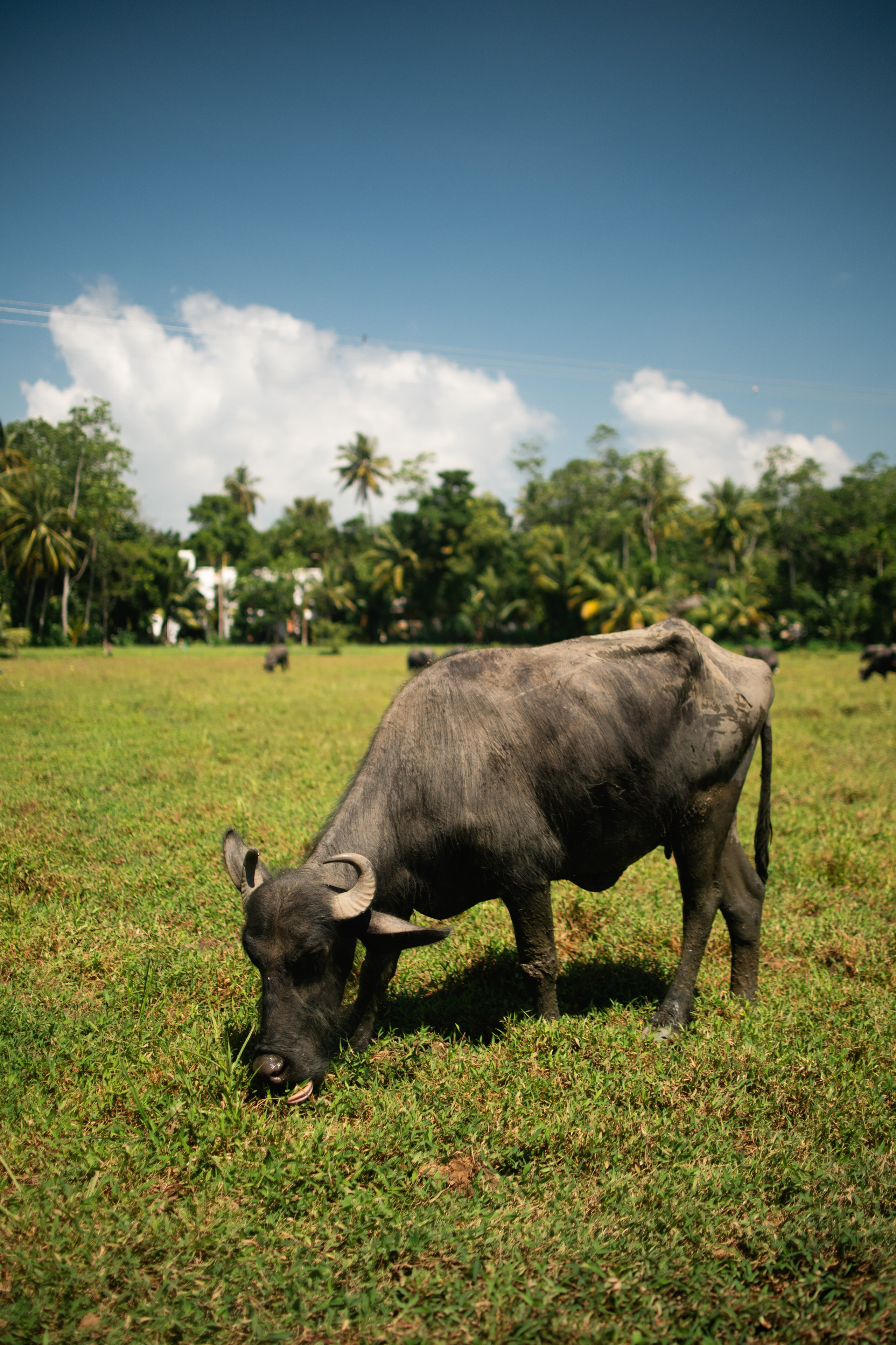 Black honey. Photographer Sri Lanka