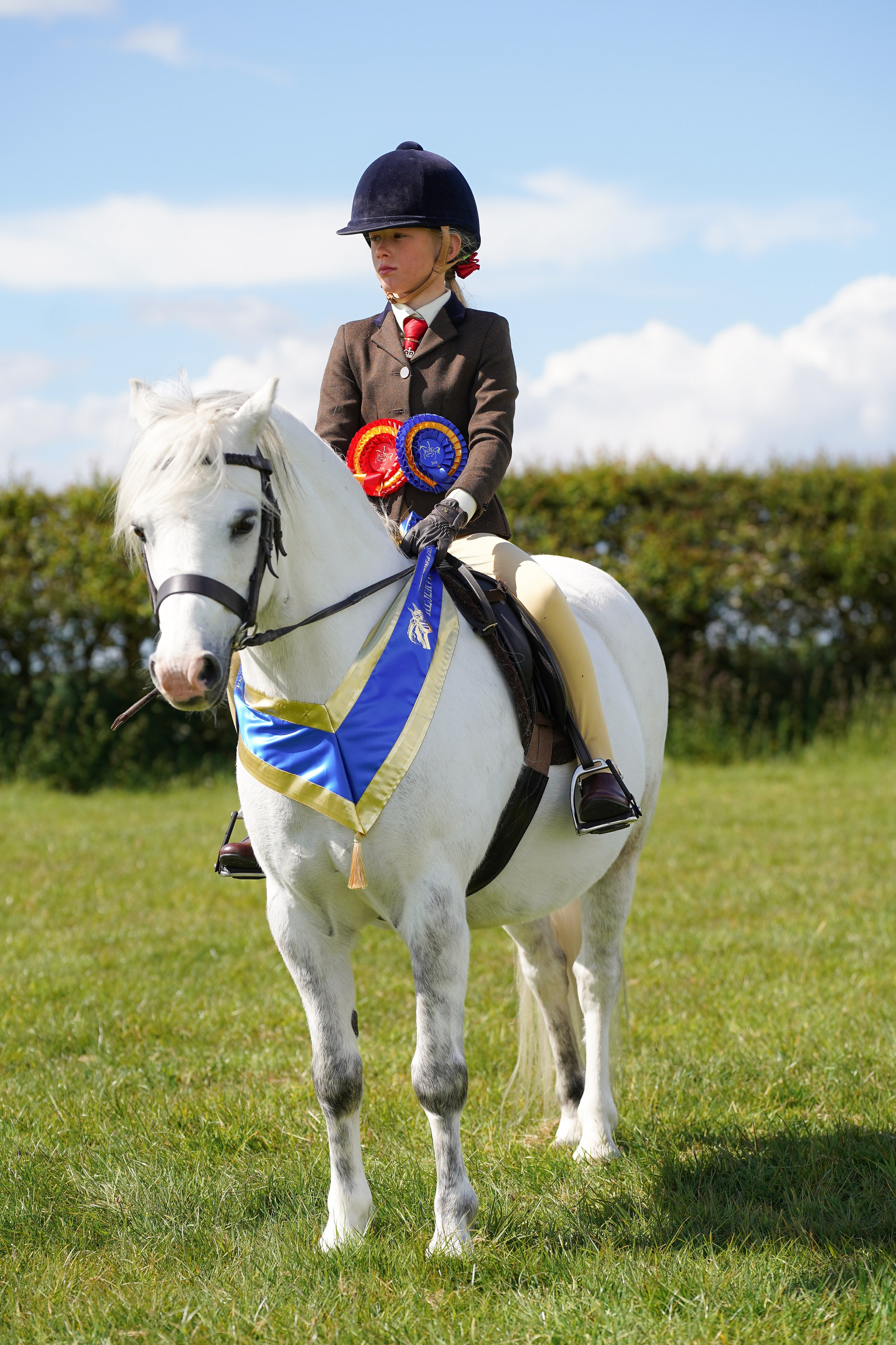 Showing. Leicestershire Equine Photography by El | Authentic Equine Portraits & Events