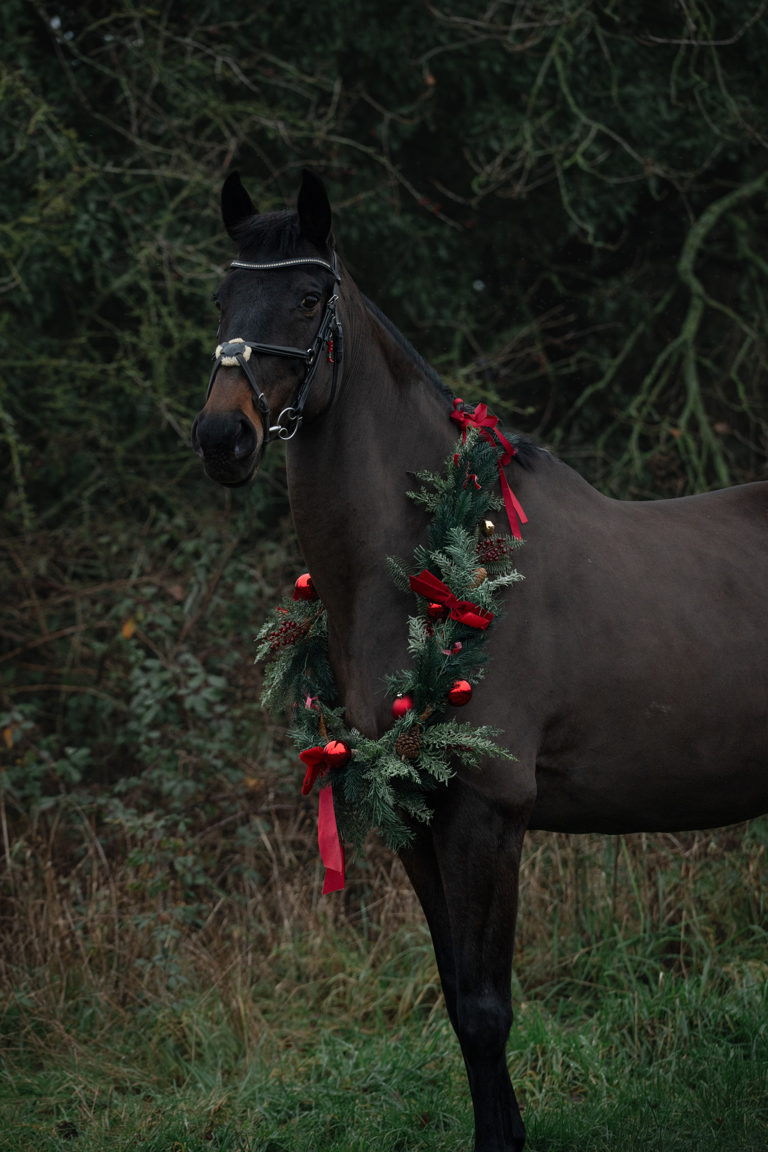 Equine Photography Portfolio | Leicestershire Horse Portrait Photographer. Leicestershire Equine Photography by El | Authentic Equine Portraits & Events