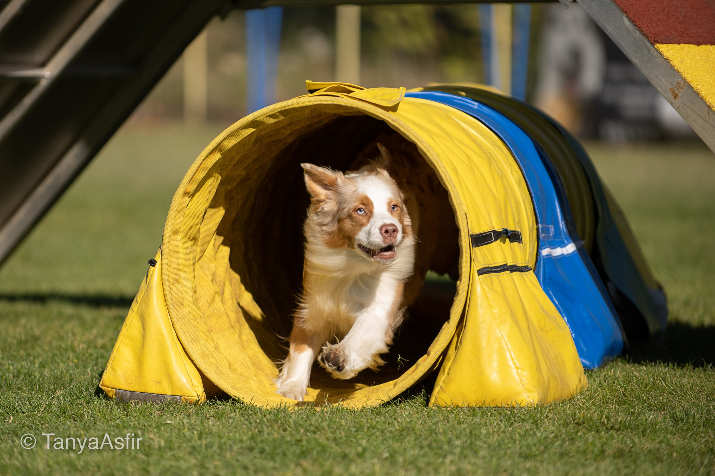 Professional dog photography: agility, frisbee, obedience, IGP. Tanya Asfir — Pet & Animal Photographer | Belgrade, Serbia
