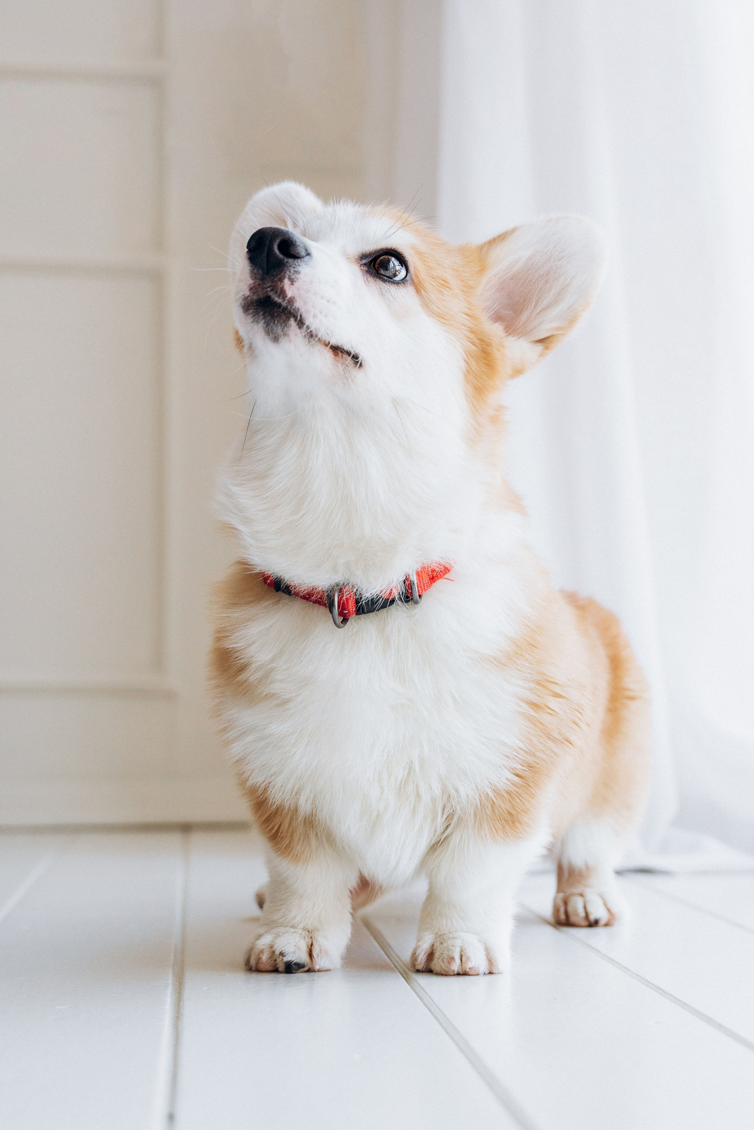 Mars & his Family. Kat Laisaar — Pet photographer in Tallinn