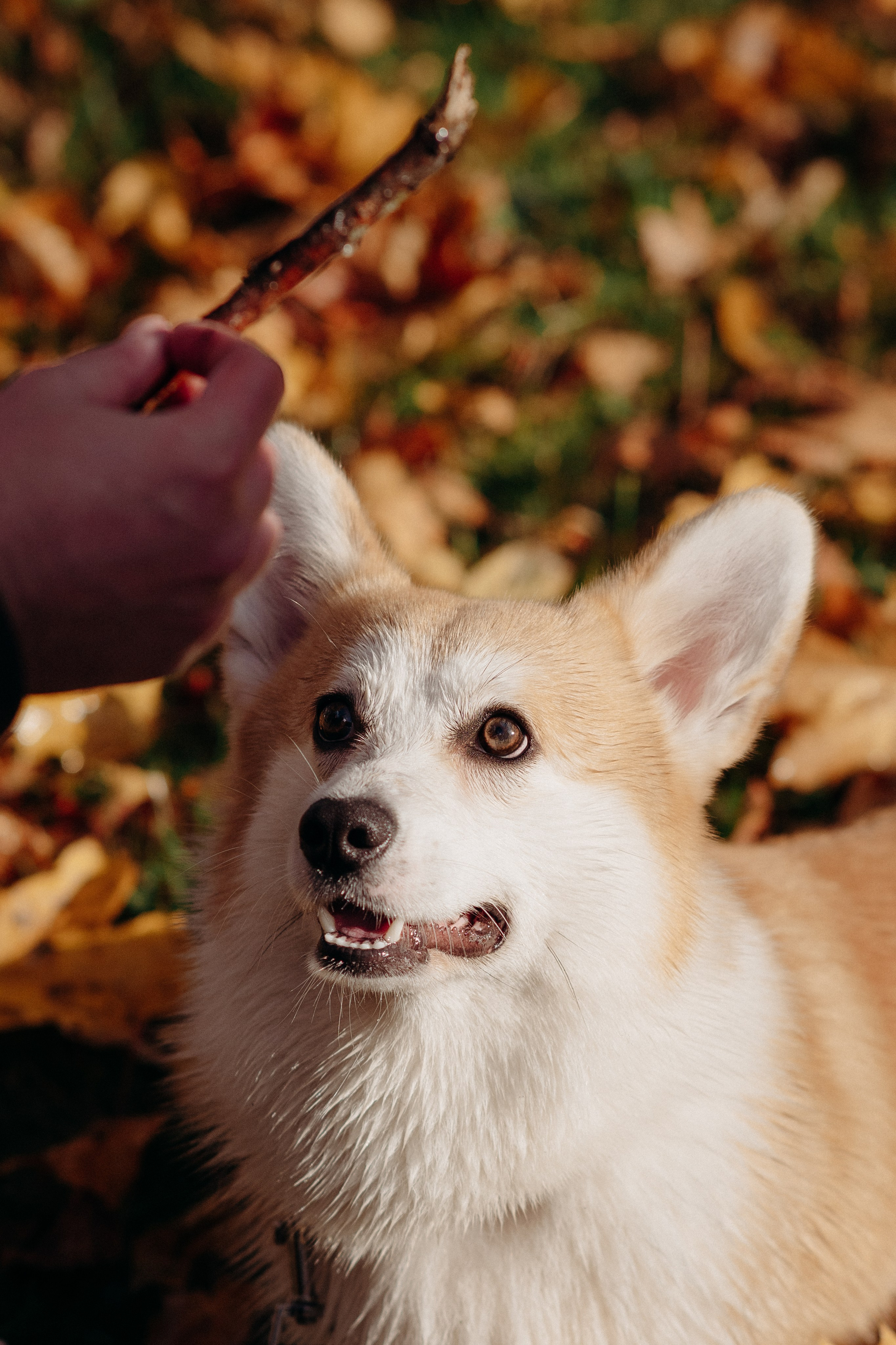 Liisa, Alexander & Marsel. Фотограф-анималист в Таллинне, Катя Лайсаар