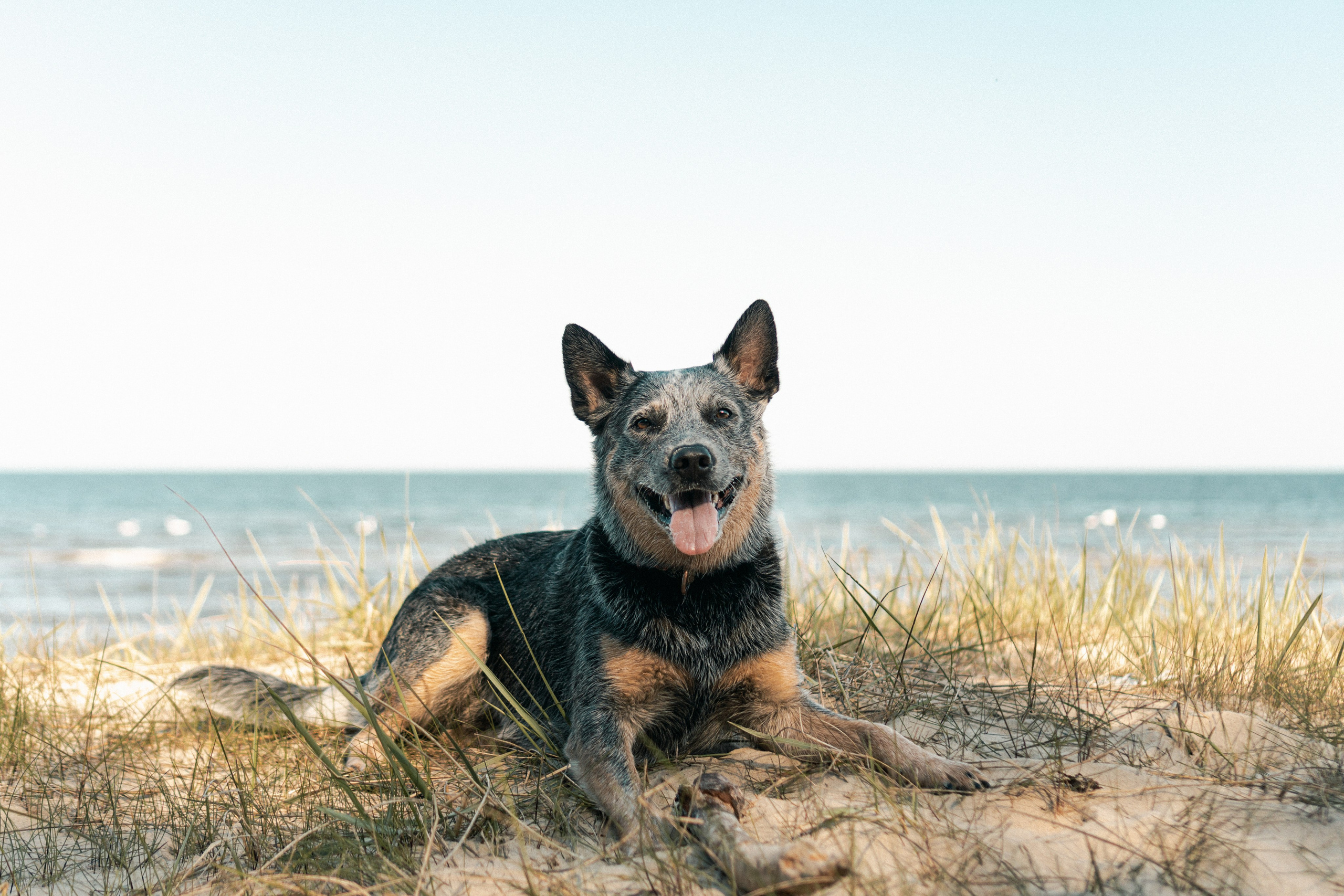 Oskar, Maria & Dmitrii. Kat Laisaar — Pet photographer in Tallinn