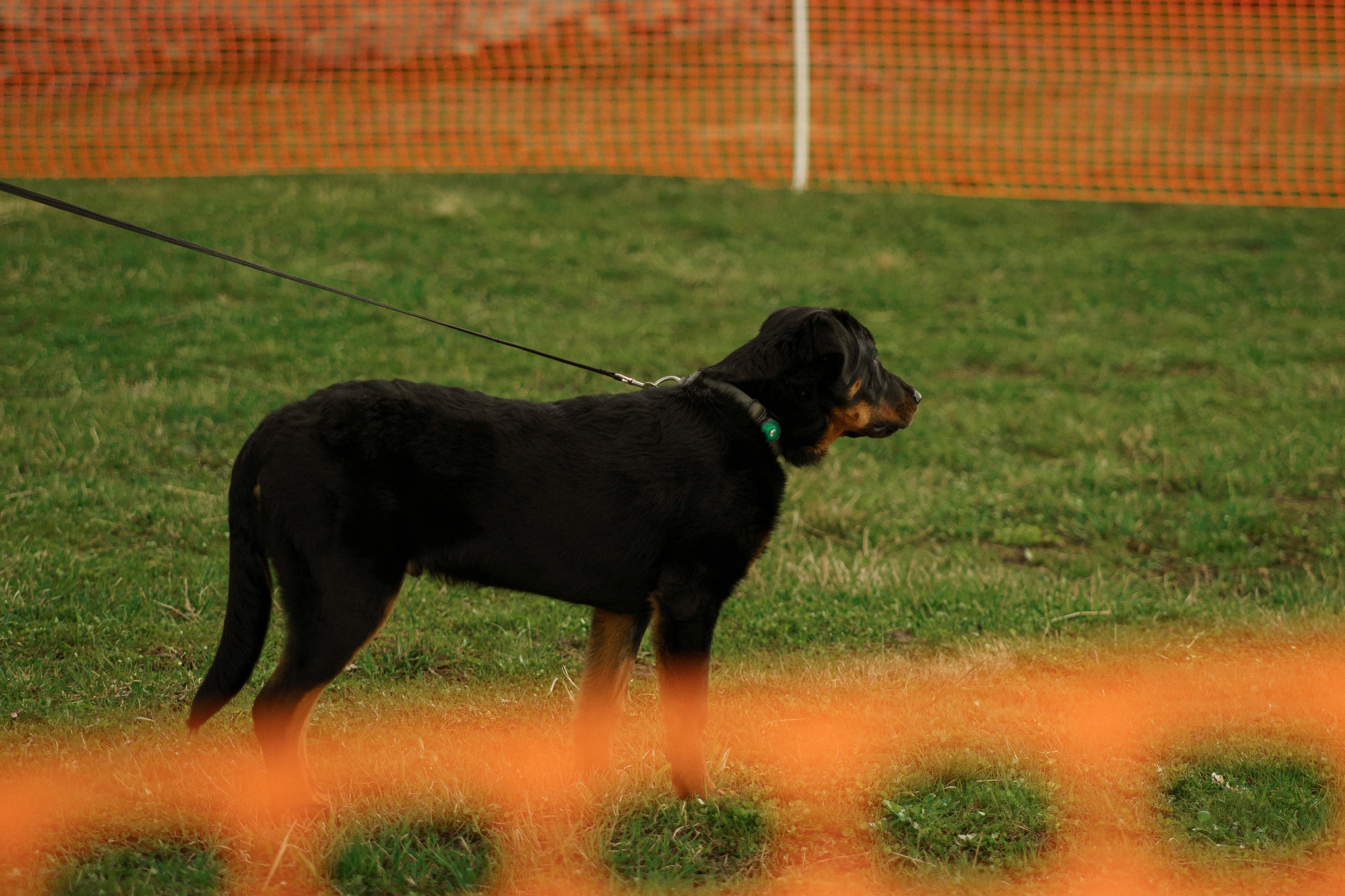 Herding Days, 26 apr. 2025. Kat Laisaar — Pet photographer in Tallinn