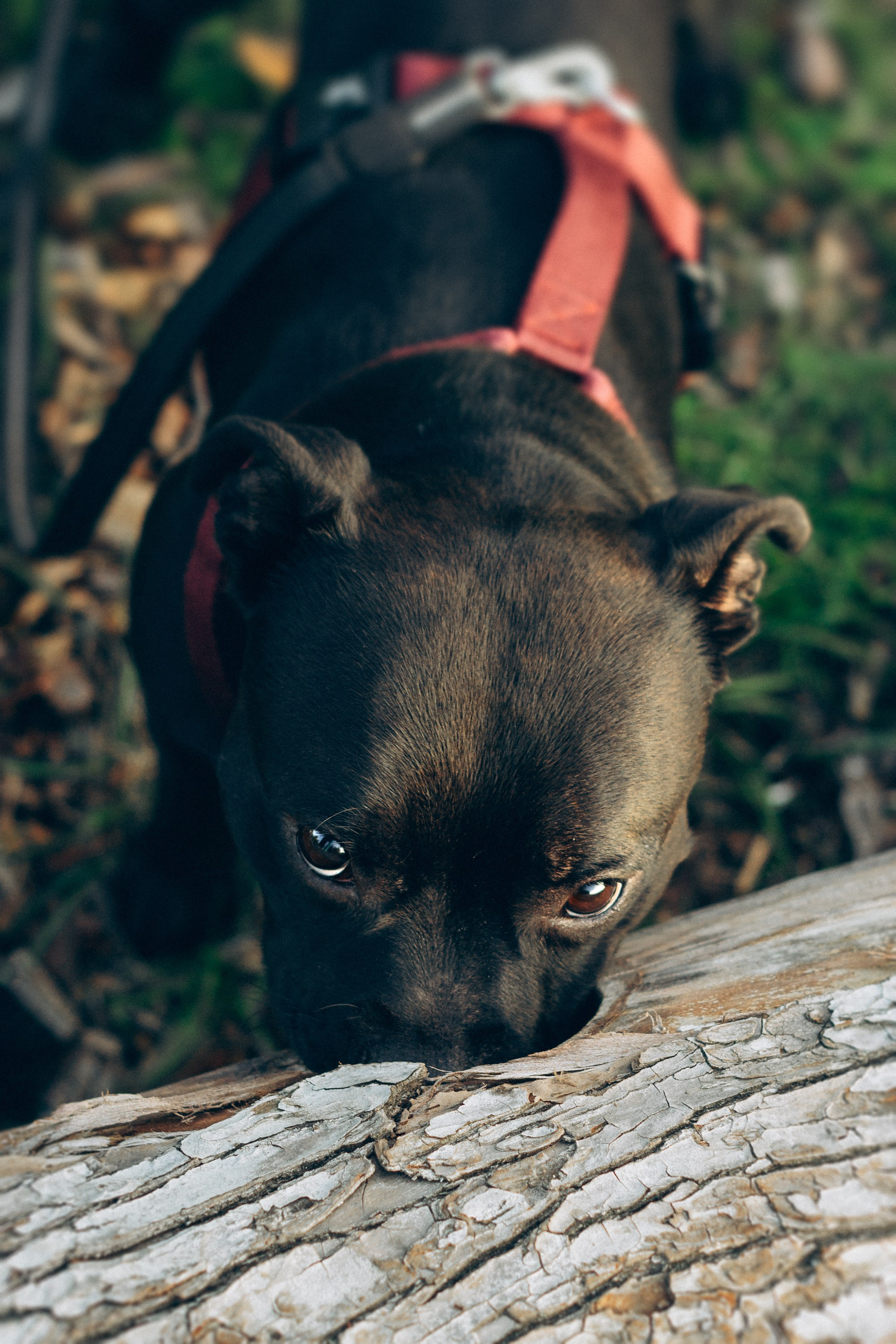 Severa and Barracuda, Staffordshire Bull Terriers. Kat Laisaar — Pet photographer in Tallinn