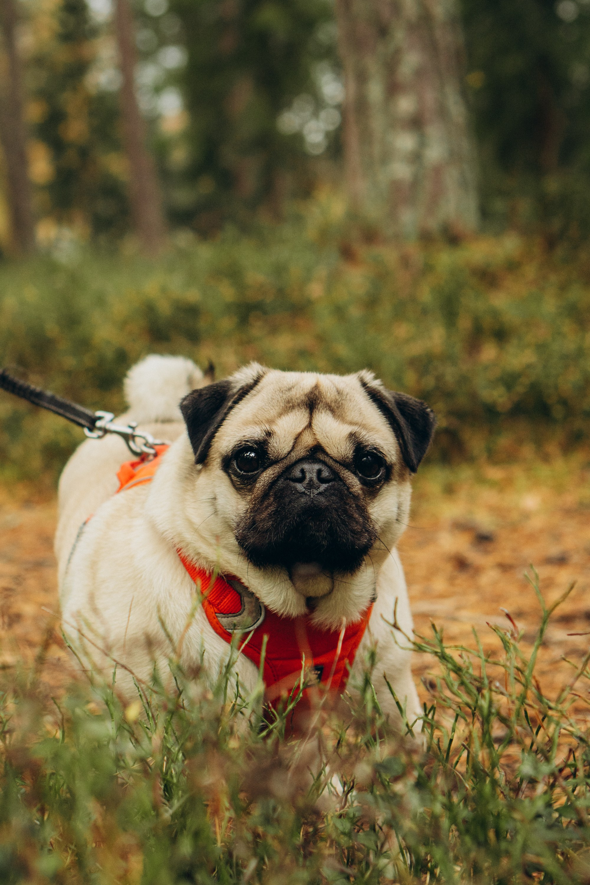 Jelena and her Sandy, Pug and Katja and her Safiir, Cardigan Welsh Corgi. Kat Laisaar — Pet photographer in Tallinn