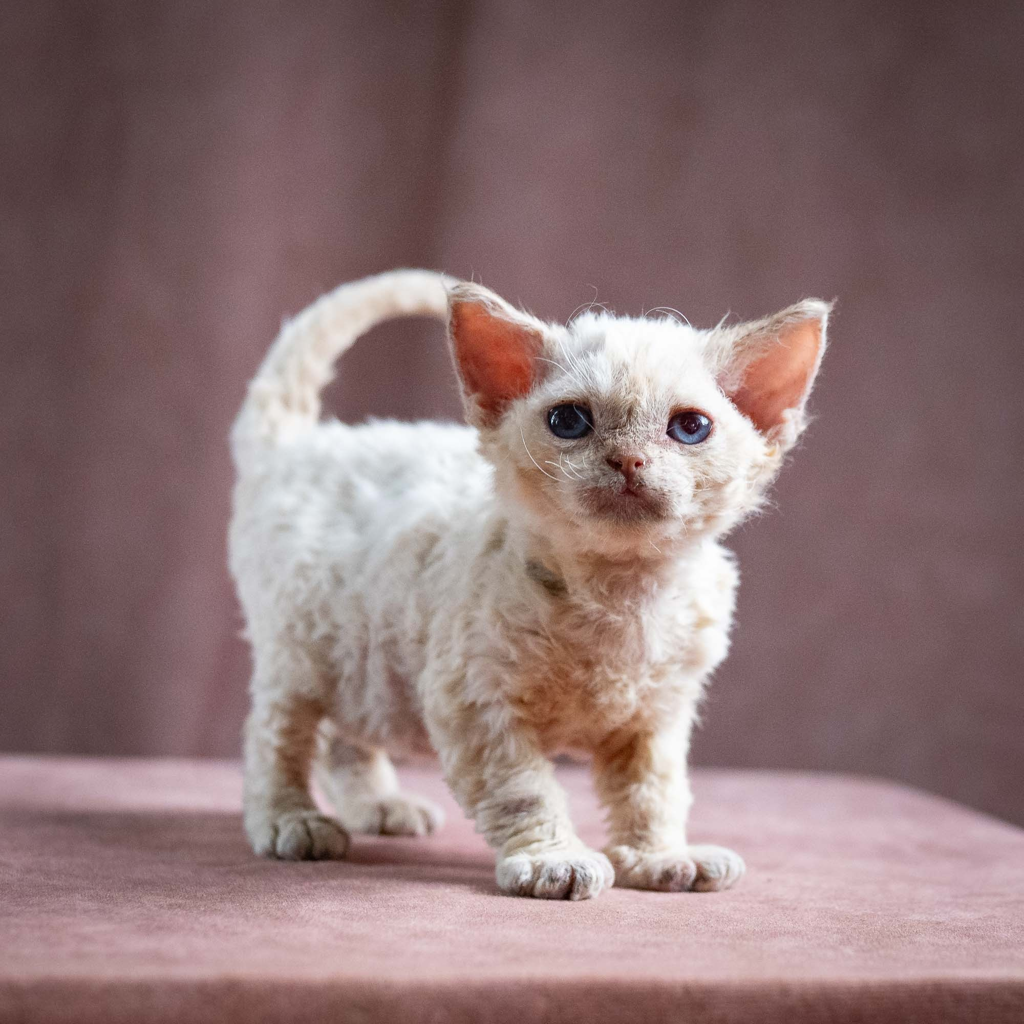 Quennie,  girl, born 02.14.26. Devon Rex Pixie Cattery