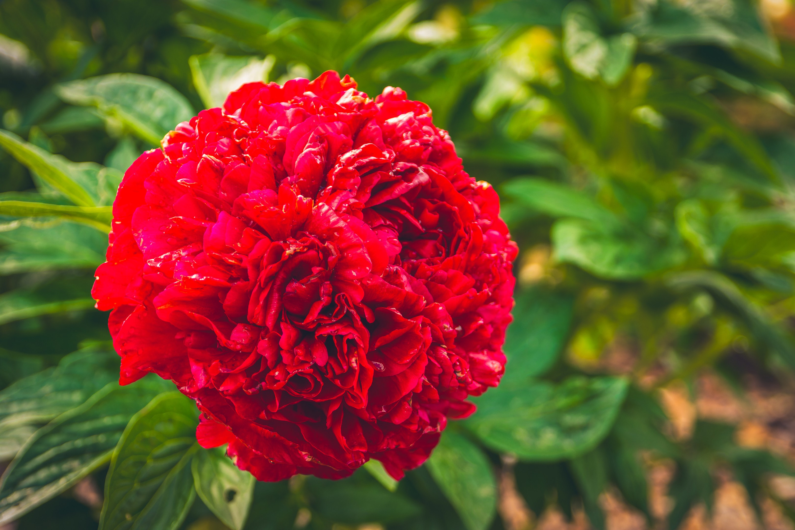 Saarema, reis. Nebula 25 — Fotod teie hingele