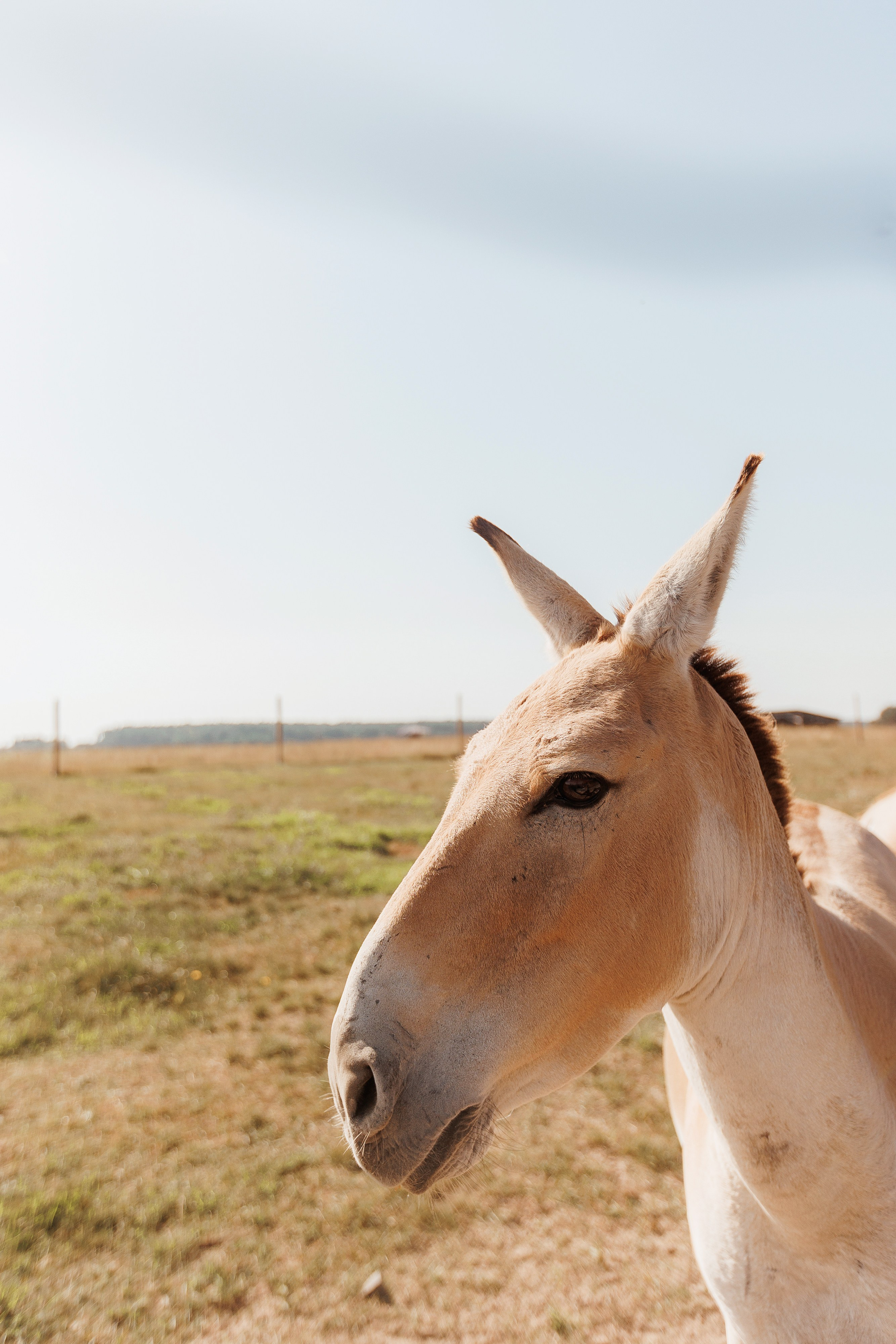 Екопарк Аміла. Ірина Терещук