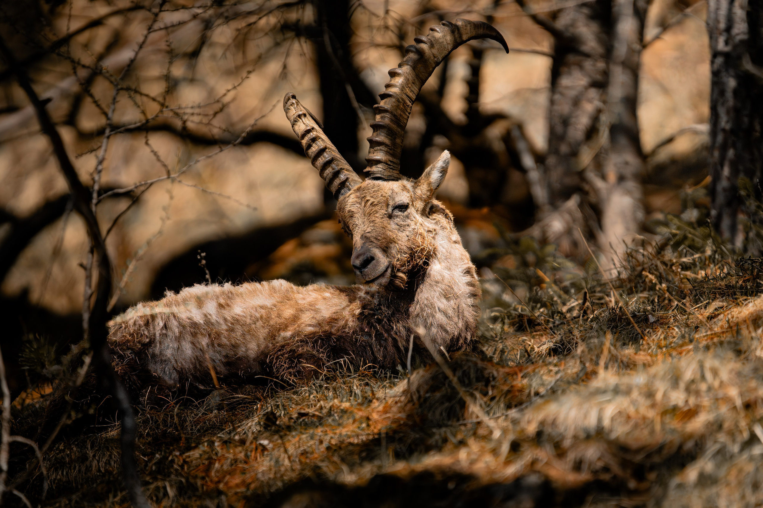 Capricorns in Pontresina. Lutsenko Visuals — Photography & Visual Content