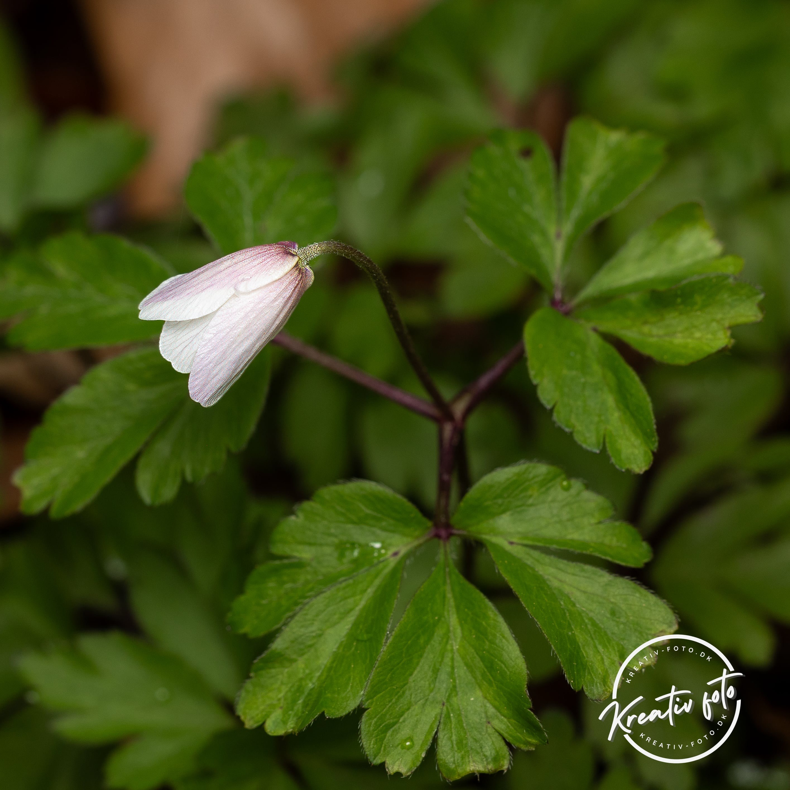 Forår. Fotograf Aarhus | Portrætfoto Århus | Flotte billeder
