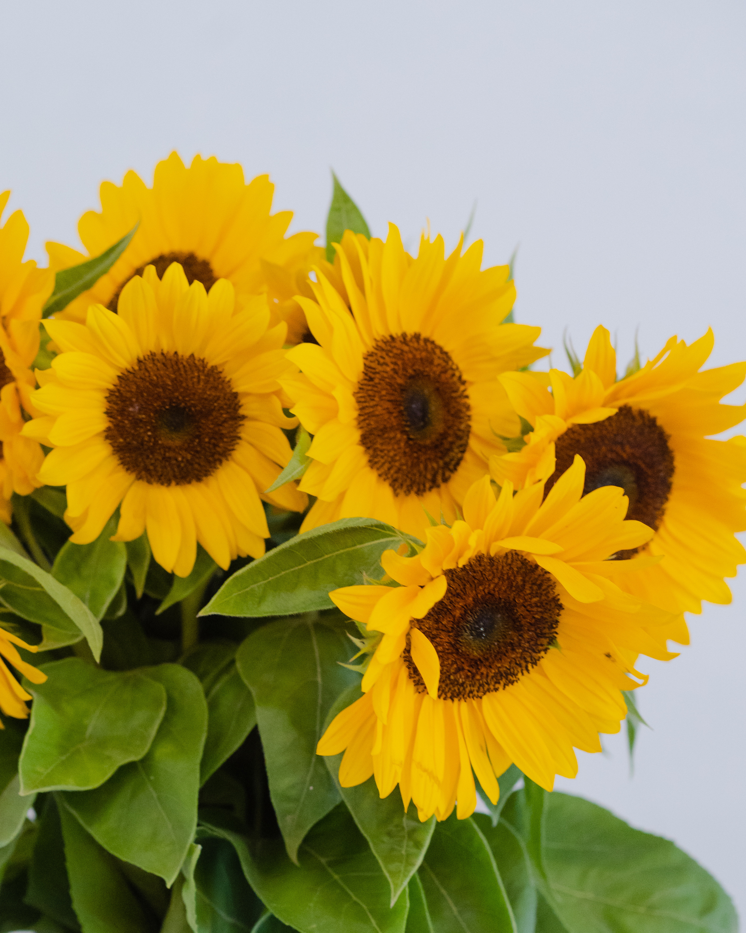 Photography for a flower boutique. Portrait and wedding photographer in New York