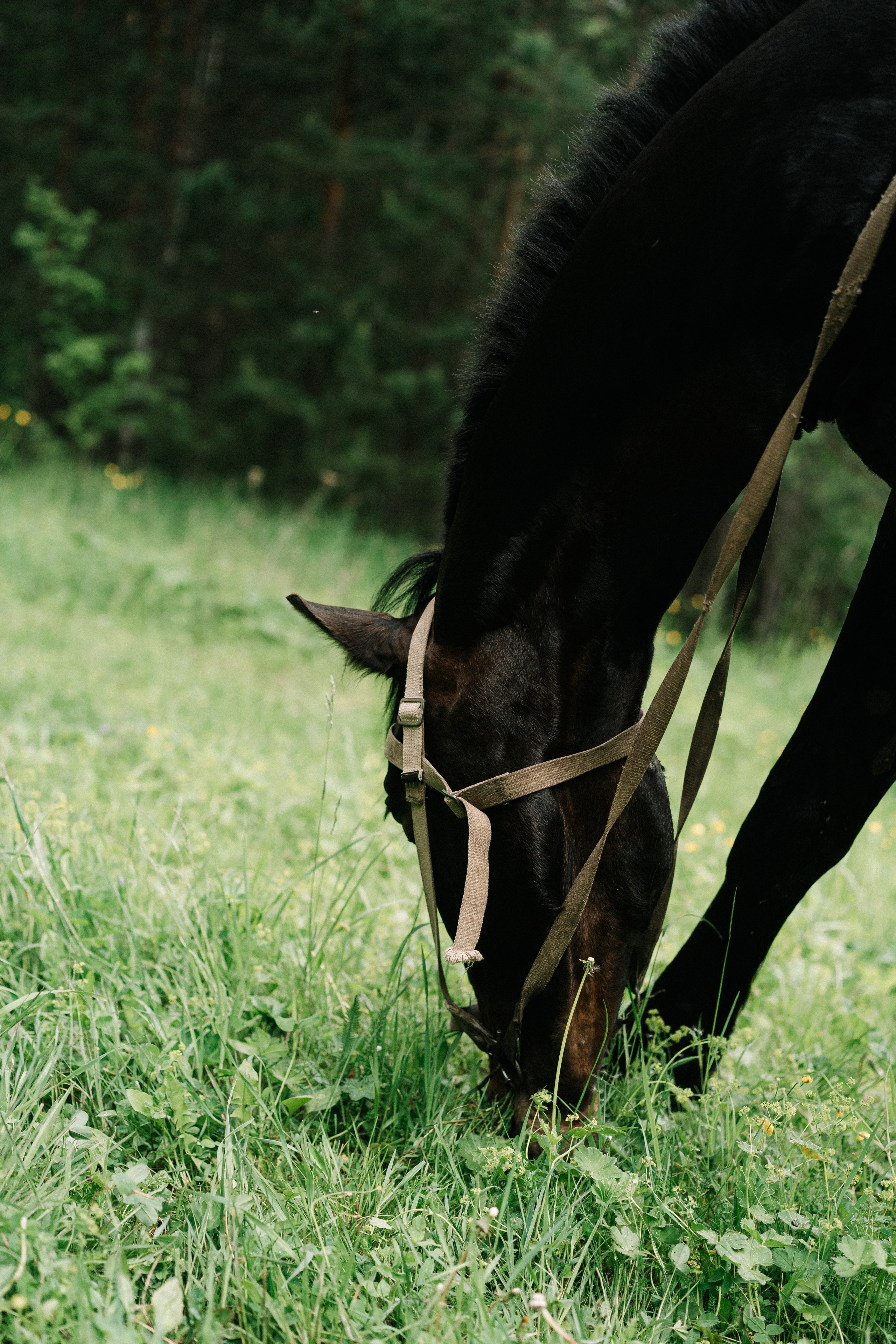 Photo of a couple in the forest. Portrait and wedding photographer in New York