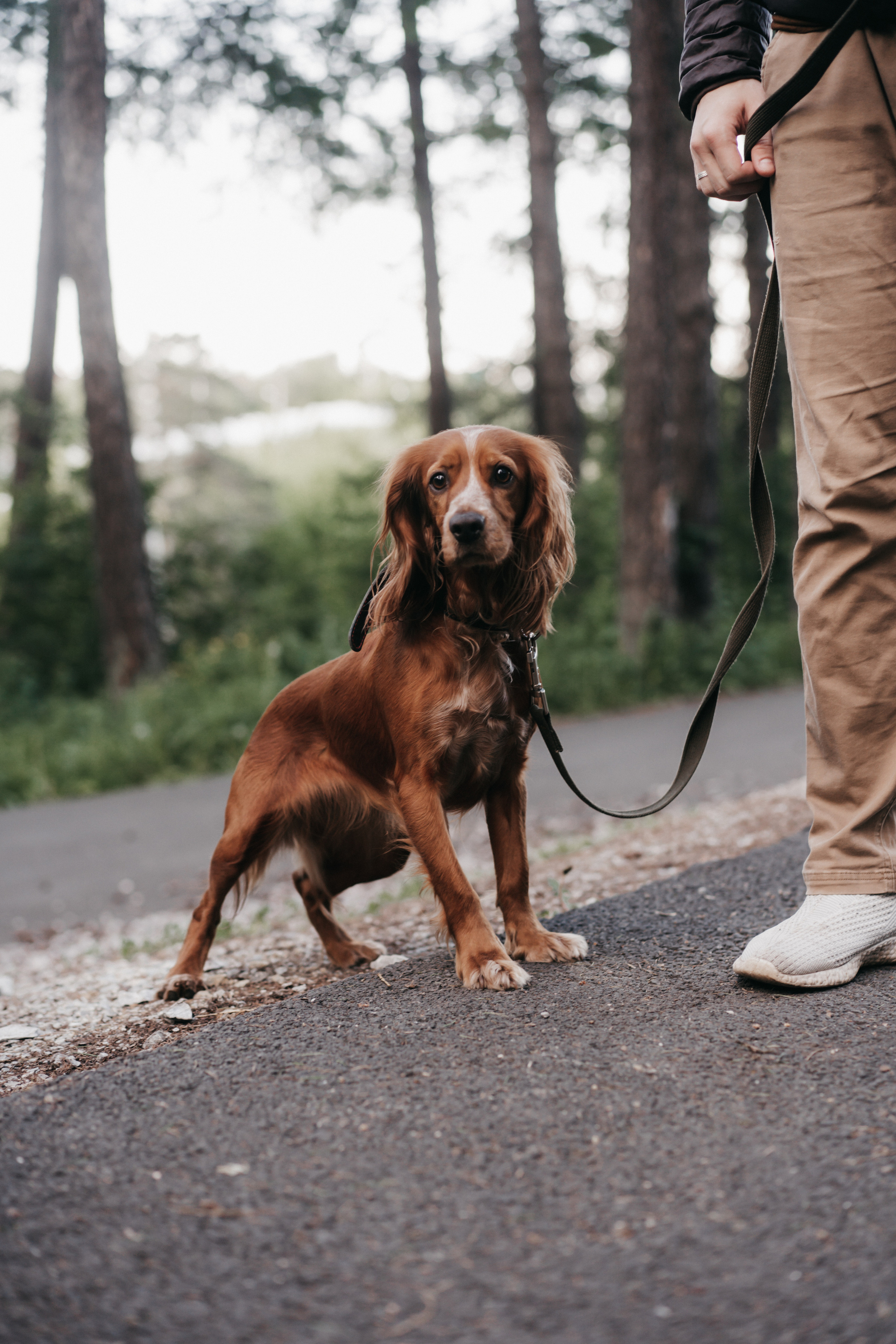 Photo of a couple in the forest. Portrait and wedding photographer in New York