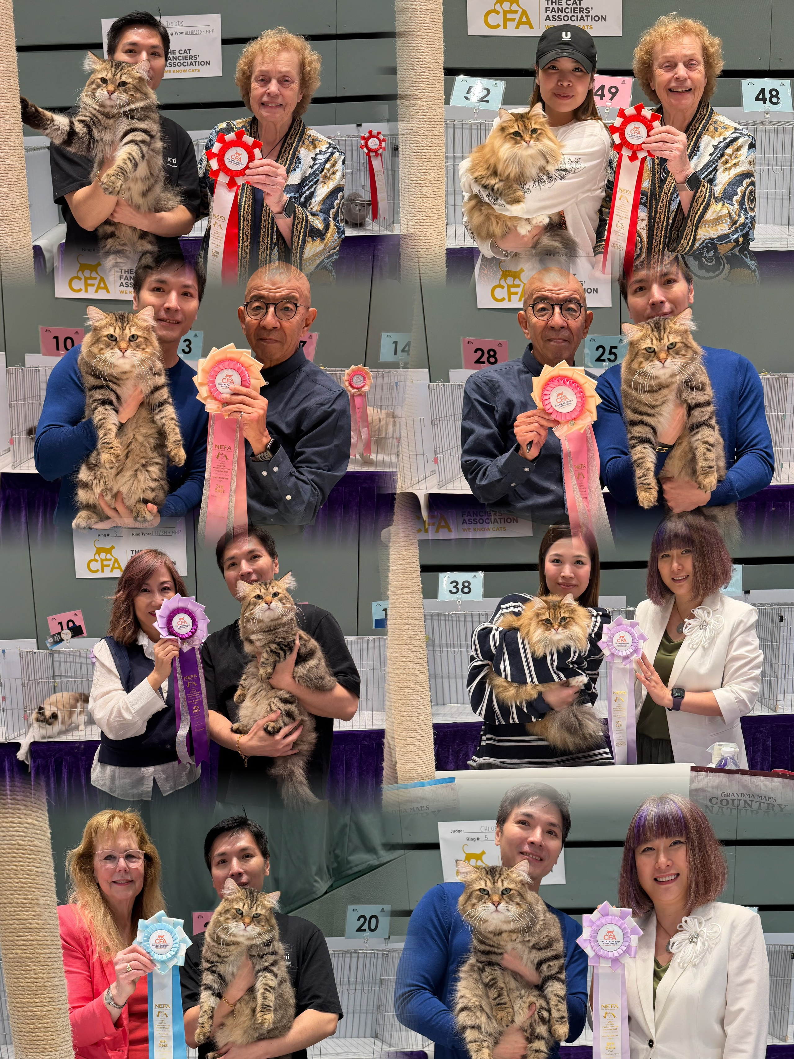 GC Sladkoe Pyatnyshko Chudo3rd Best Longhair Championship + 7th Best Allbreed Championship by Edward Maeda4th Best Longhair Championship by Grace Cheung 8th Best Allbreed Championship by Chloe Chung9th Best Allbreed Championship by Vicki Nye9th Best Allbreed Championship by Kit Fung10th Best Allbreed Championship by Nancy DoddsGP Lemon Green Brigitte Bardot 3rd Best Allbreed Premiership by Nancy Dodds5th Best Allbreed Premiership by Chloe Chung 5th Best Allbreed Premiership by Kit Fung10th Best Longhair Premiership by Edward MaedaThanks to the organizer for hosting this great show. To the judges for appreciating our cats. To all my feline friends being there! 