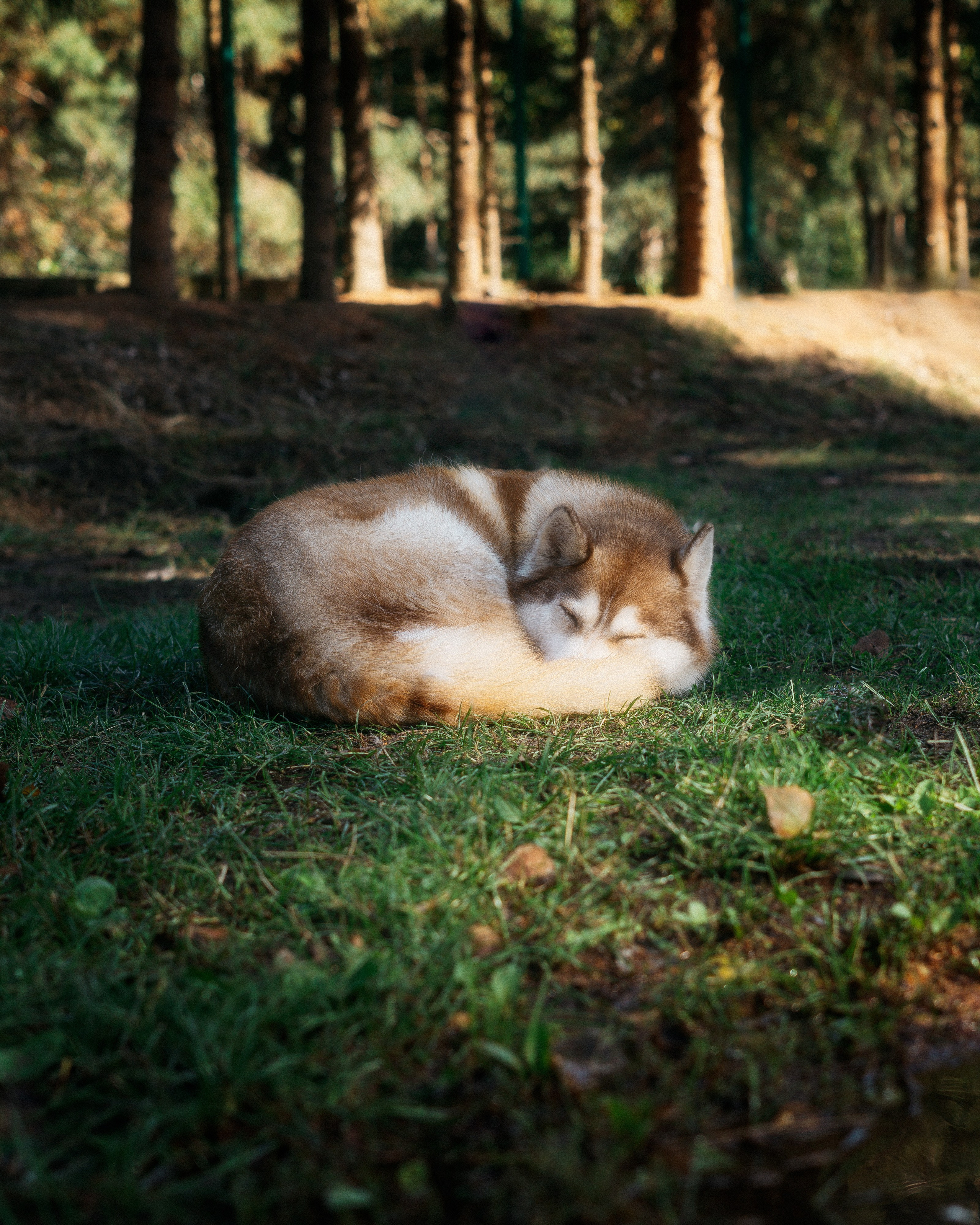 Roaming. Mike Avelli