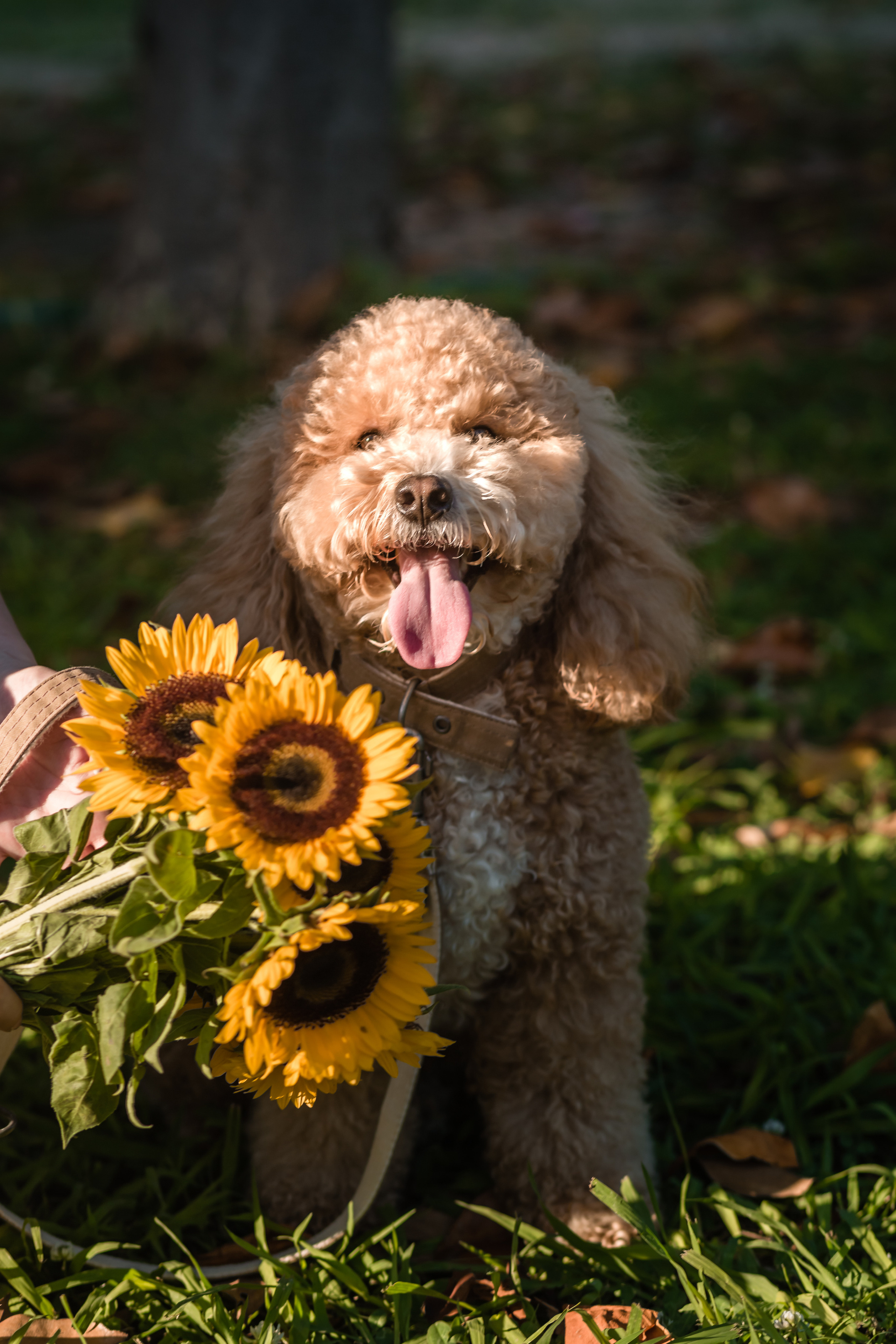 Personal photo session with a dog