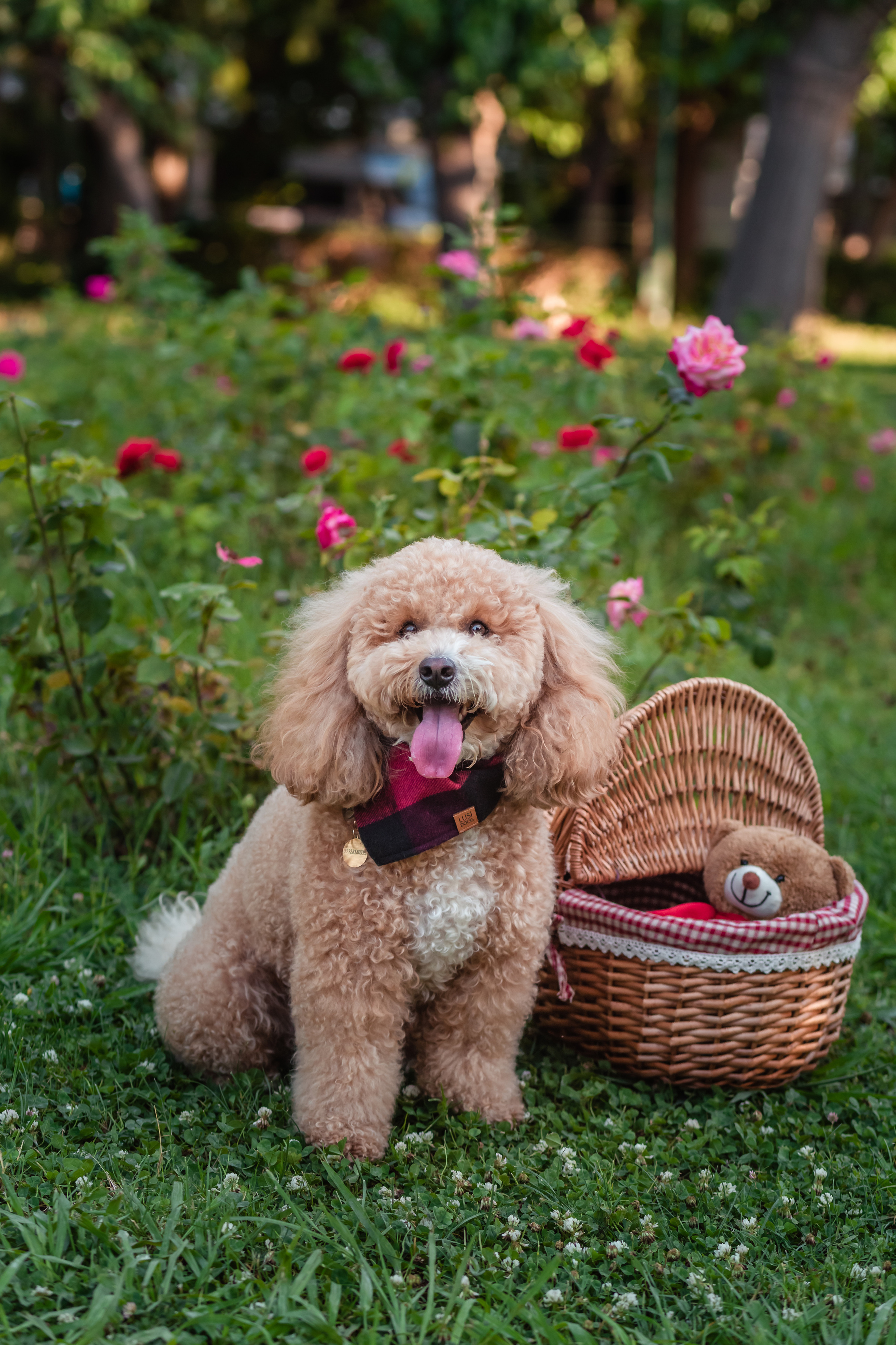 Personal photo session with a dog