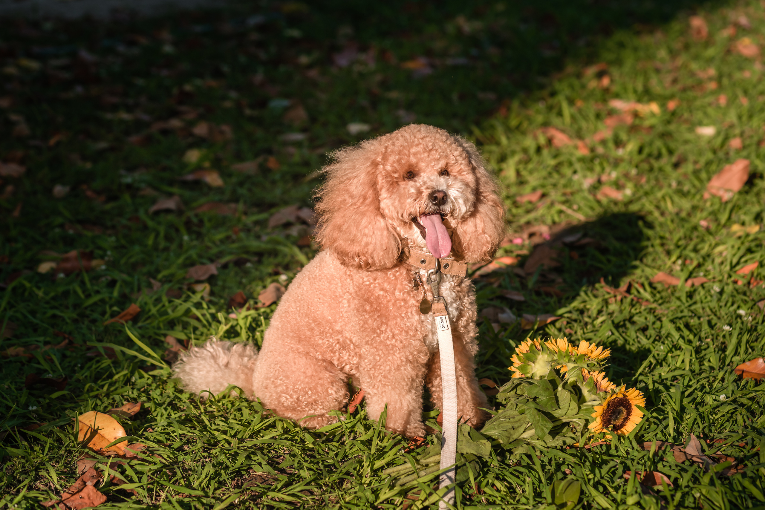 Personal photo session with a dog