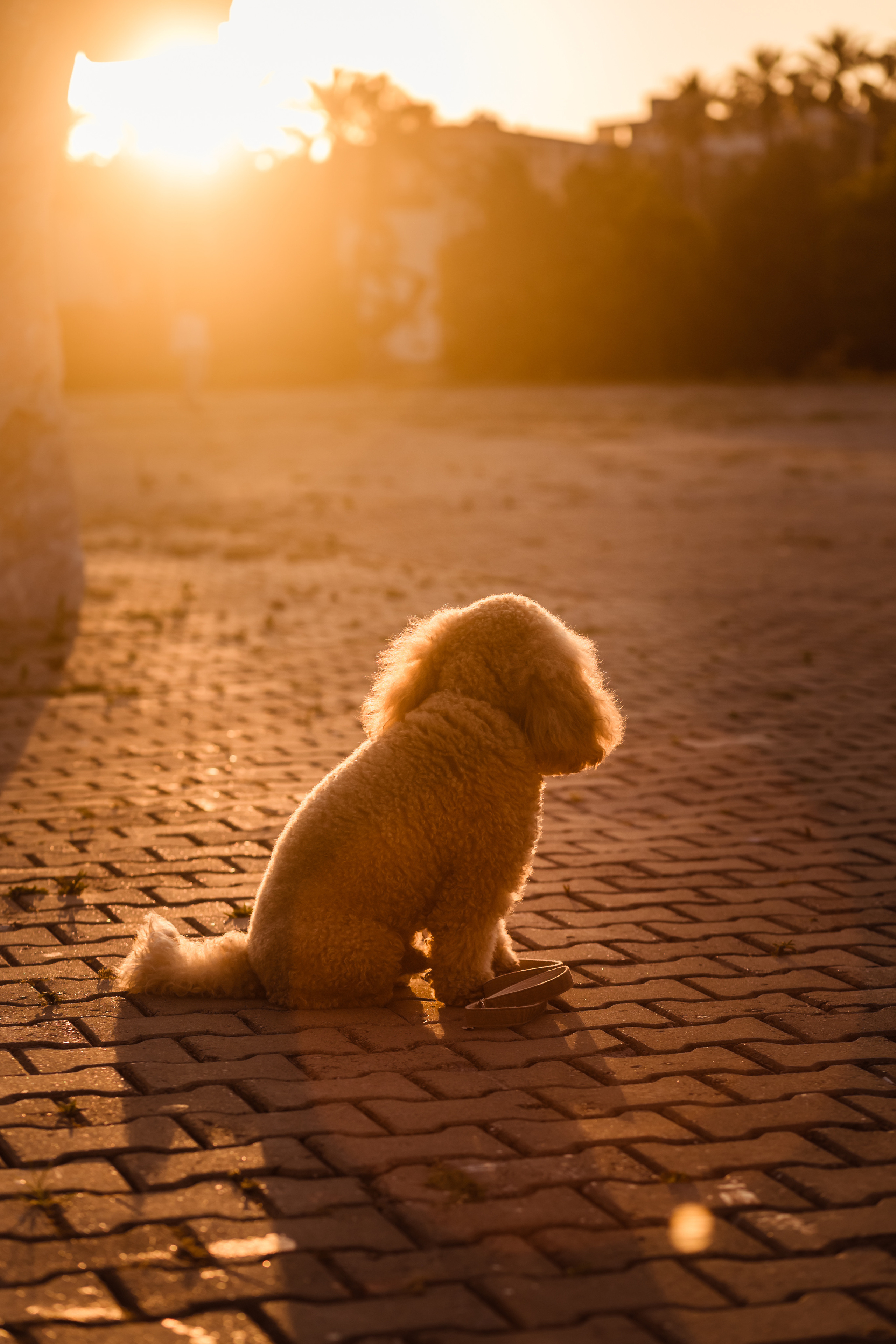 Personal photo session with a dog