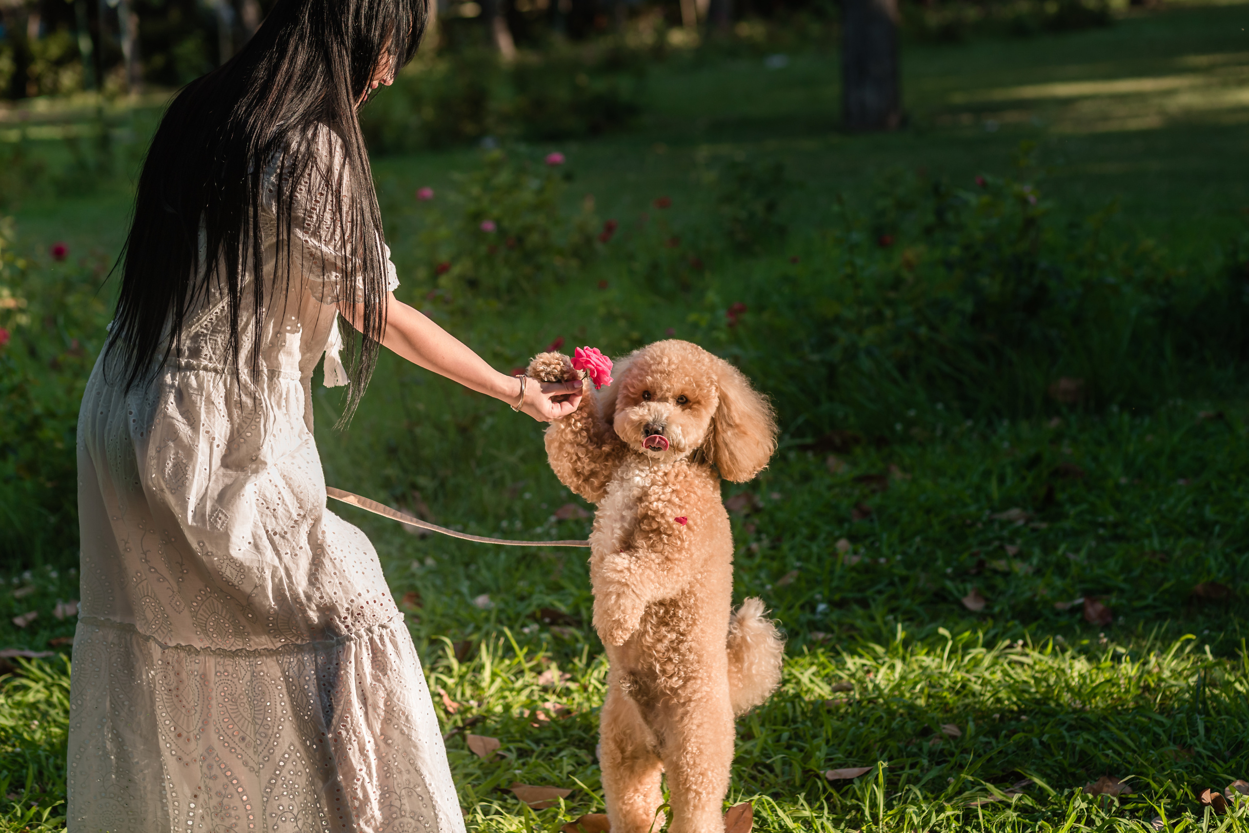 Personal photo session with a dog