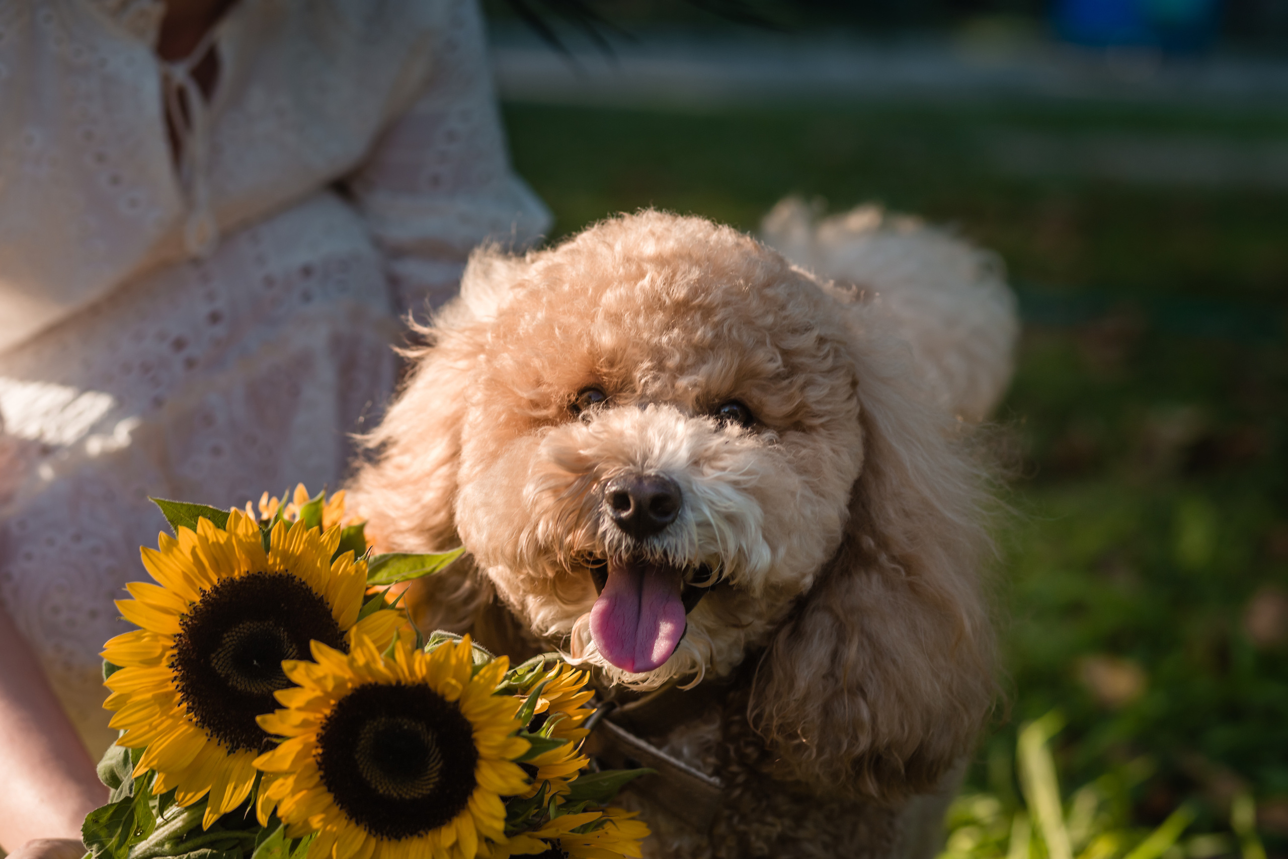 Personal photo session with a dog