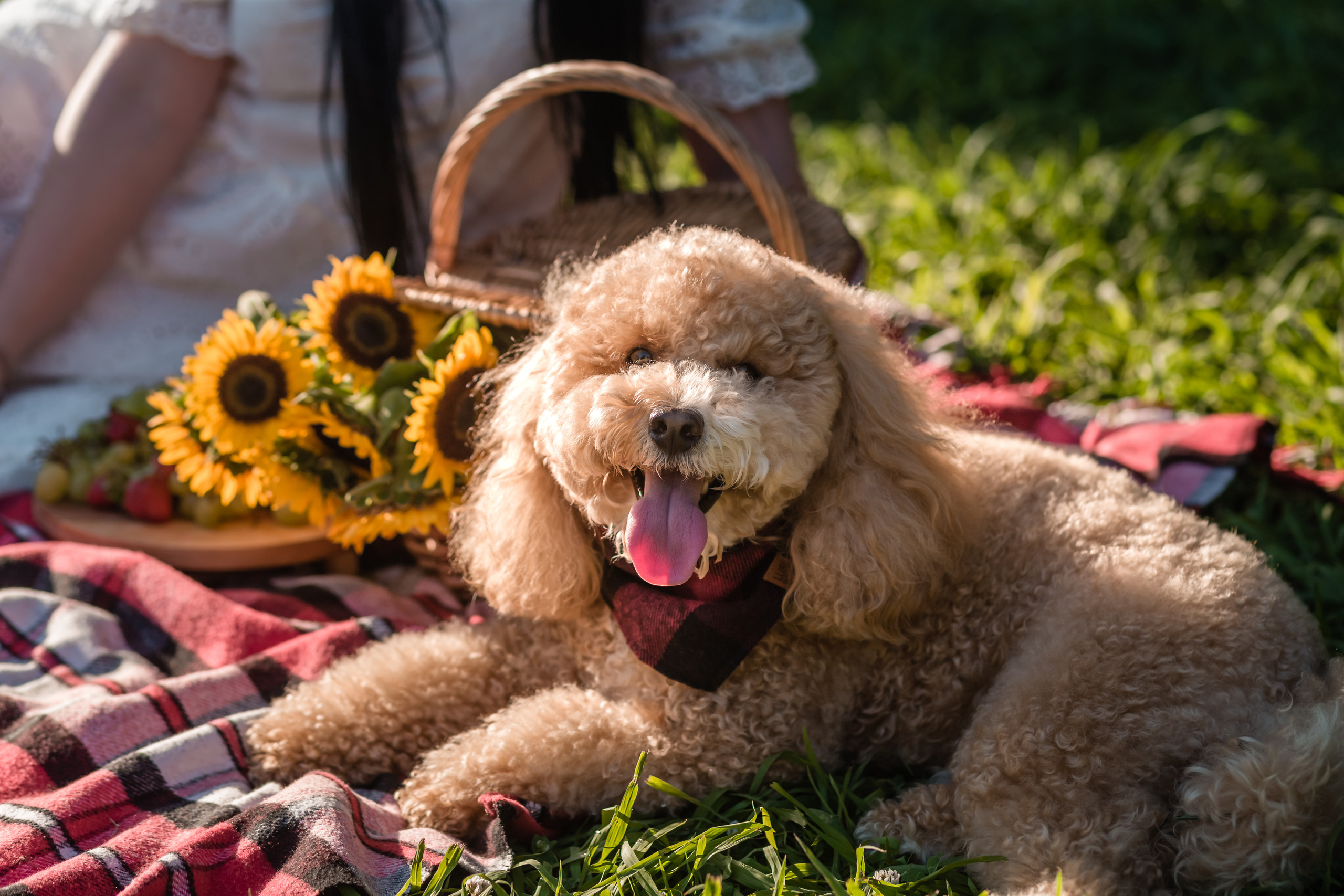 Personal photo session with a dog