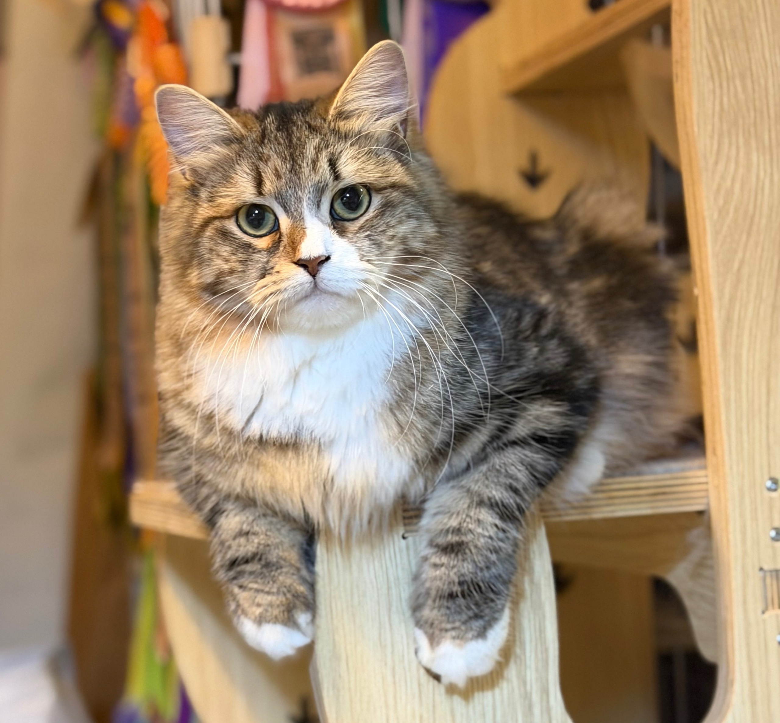 DW Sylvie (PKDef-Free; HCM: Normal 2026). LEMON GREEN SIBERIANS 香港西伯利亞貓舍