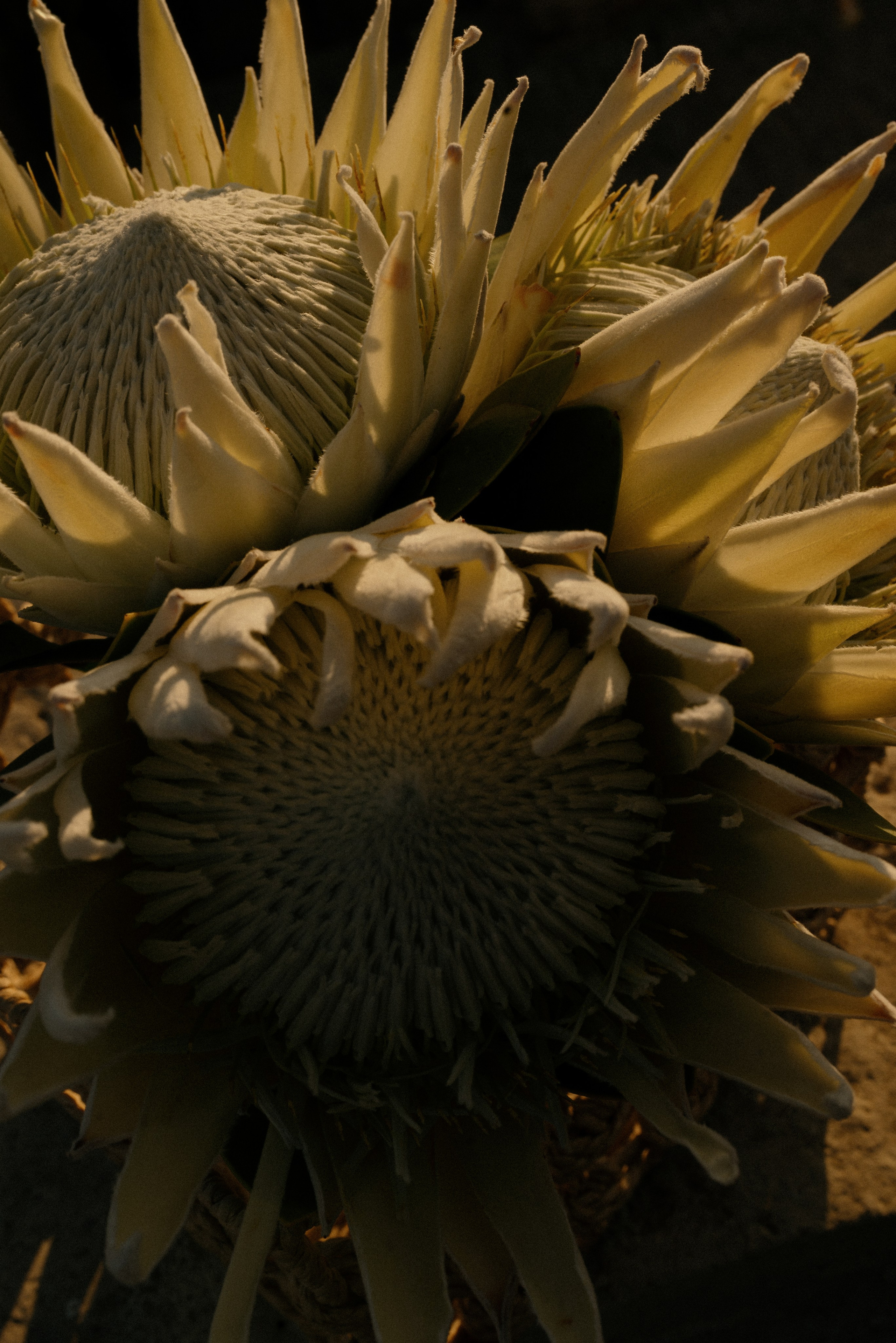 Yulya | Dima. Мария Гуржеева