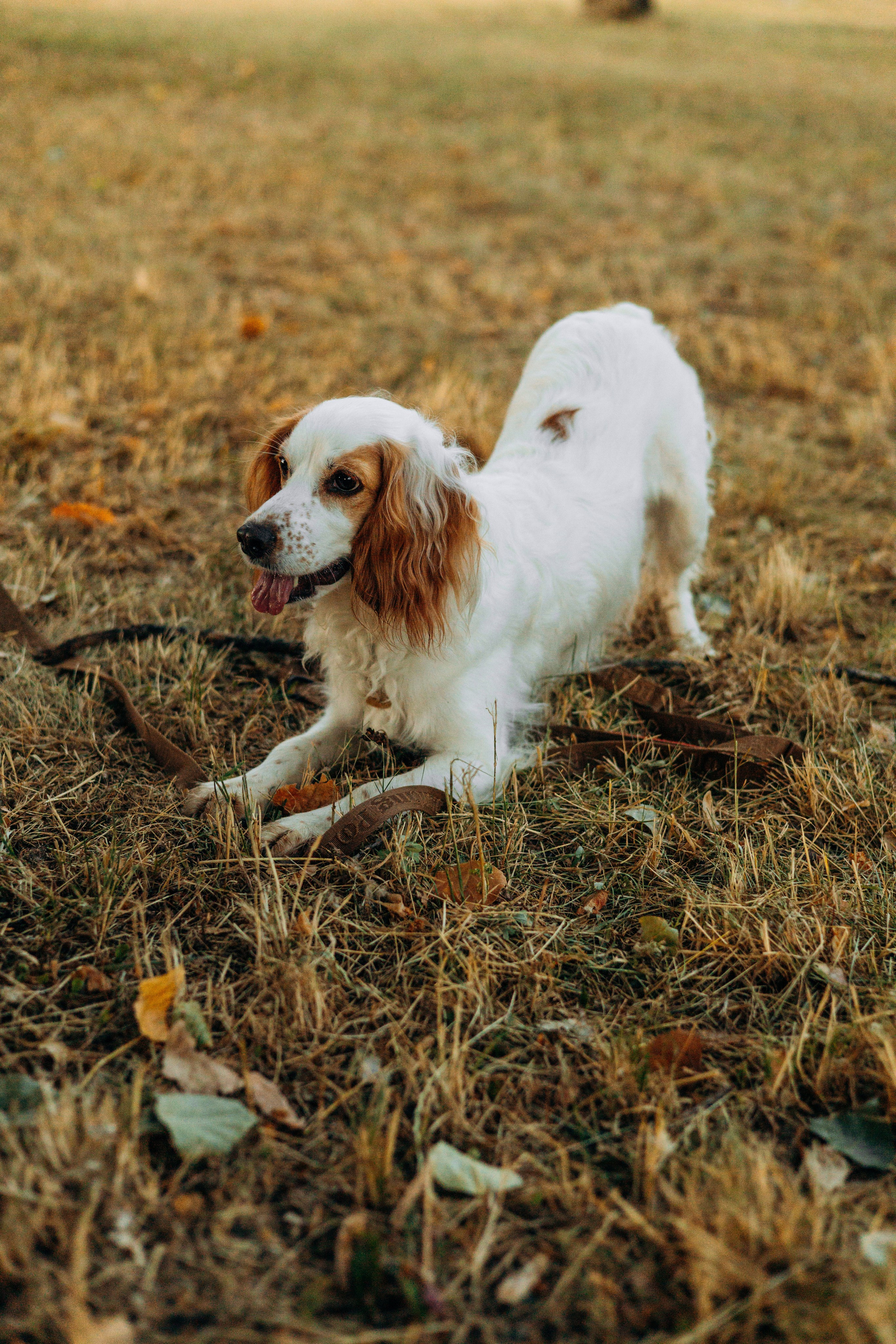 Софья и Арья. Фотограф-анималист | Белград